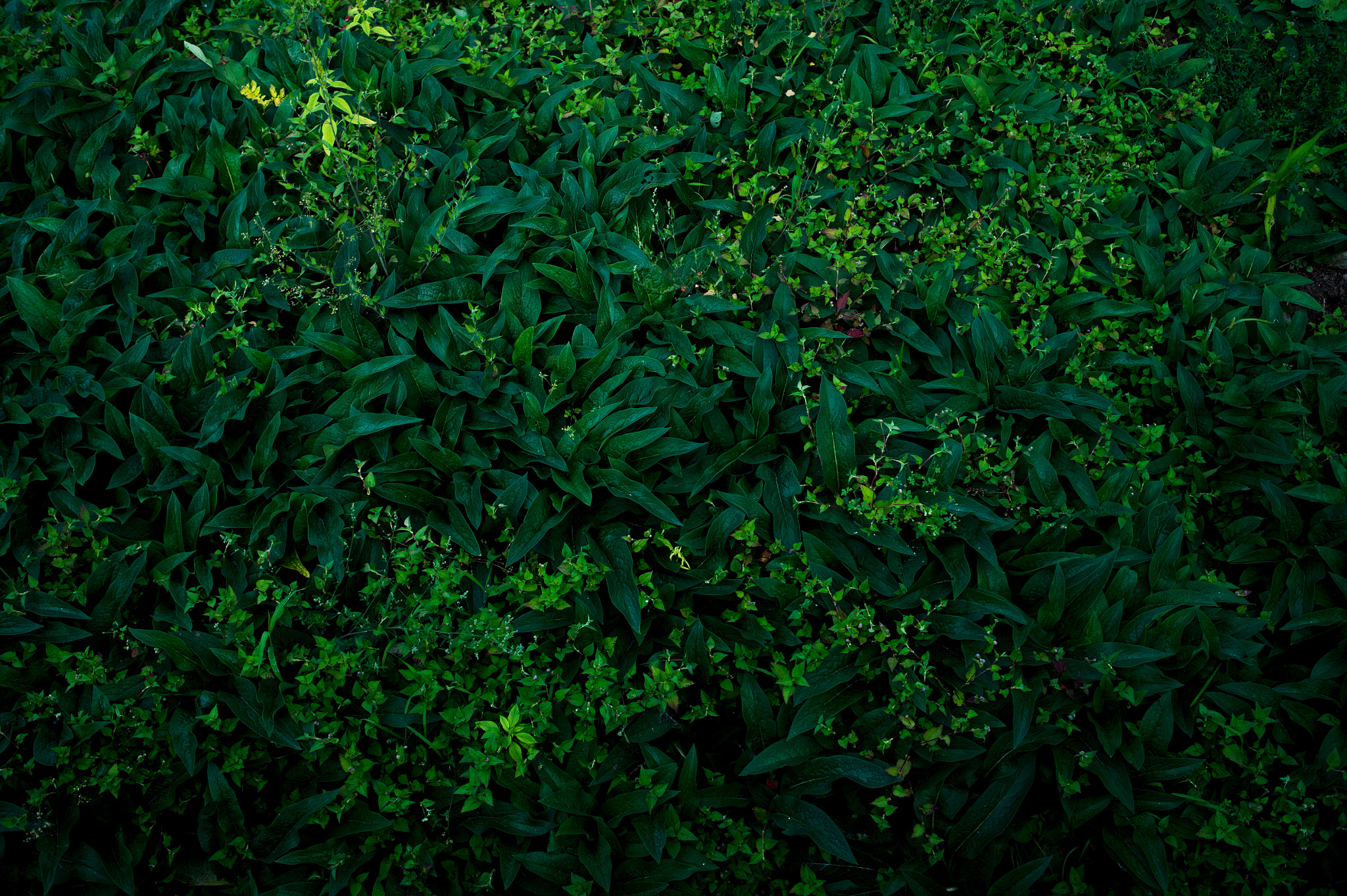 Nikon Df + Nikon AF Nikkor 35mm F2D sample photo. Dsc_3393.jpg photography