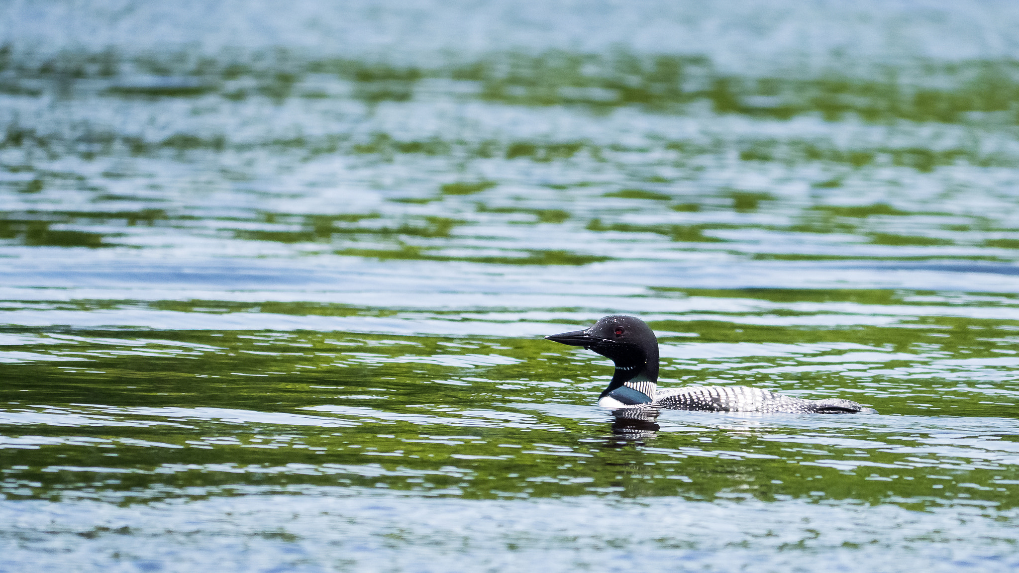 Panasonic Lumix DMC-GH3 sample photo. Common loon photography