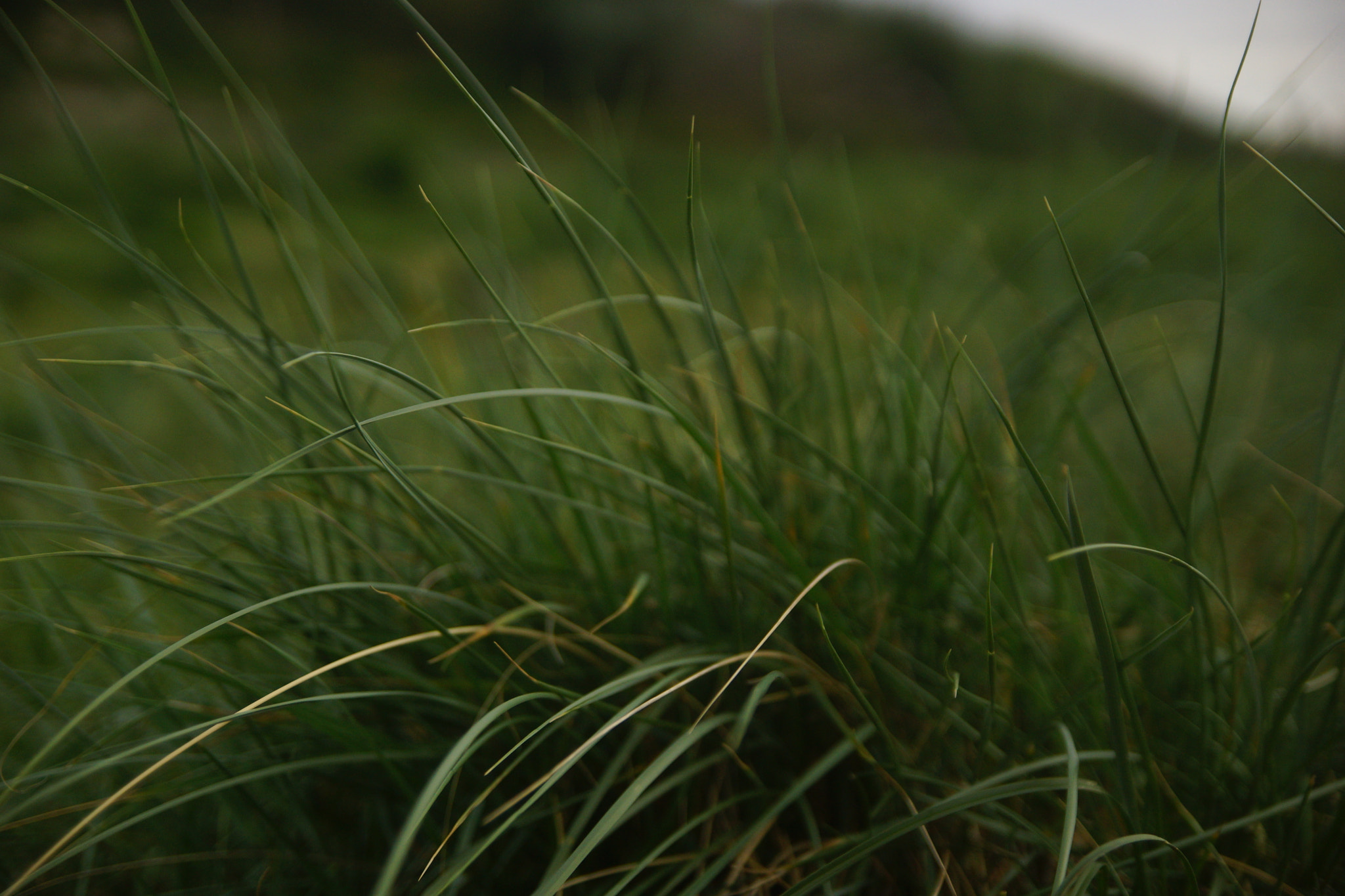 Sony SLT-A77 sample photo. Helmgras. photography