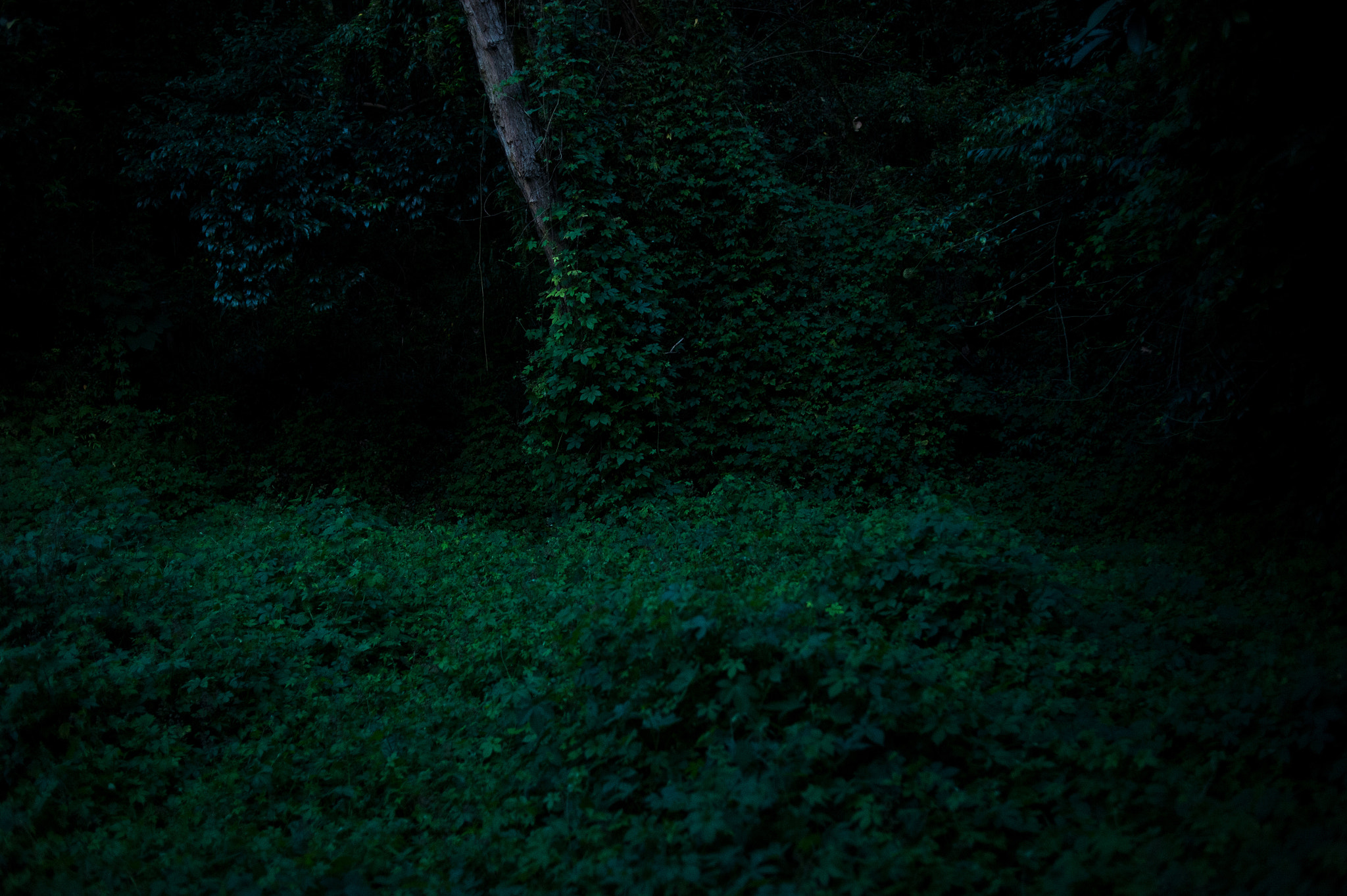 Nikon Df + Nikon AF Nikkor 35mm F2D sample photo. Dsc_4710.jpg photography