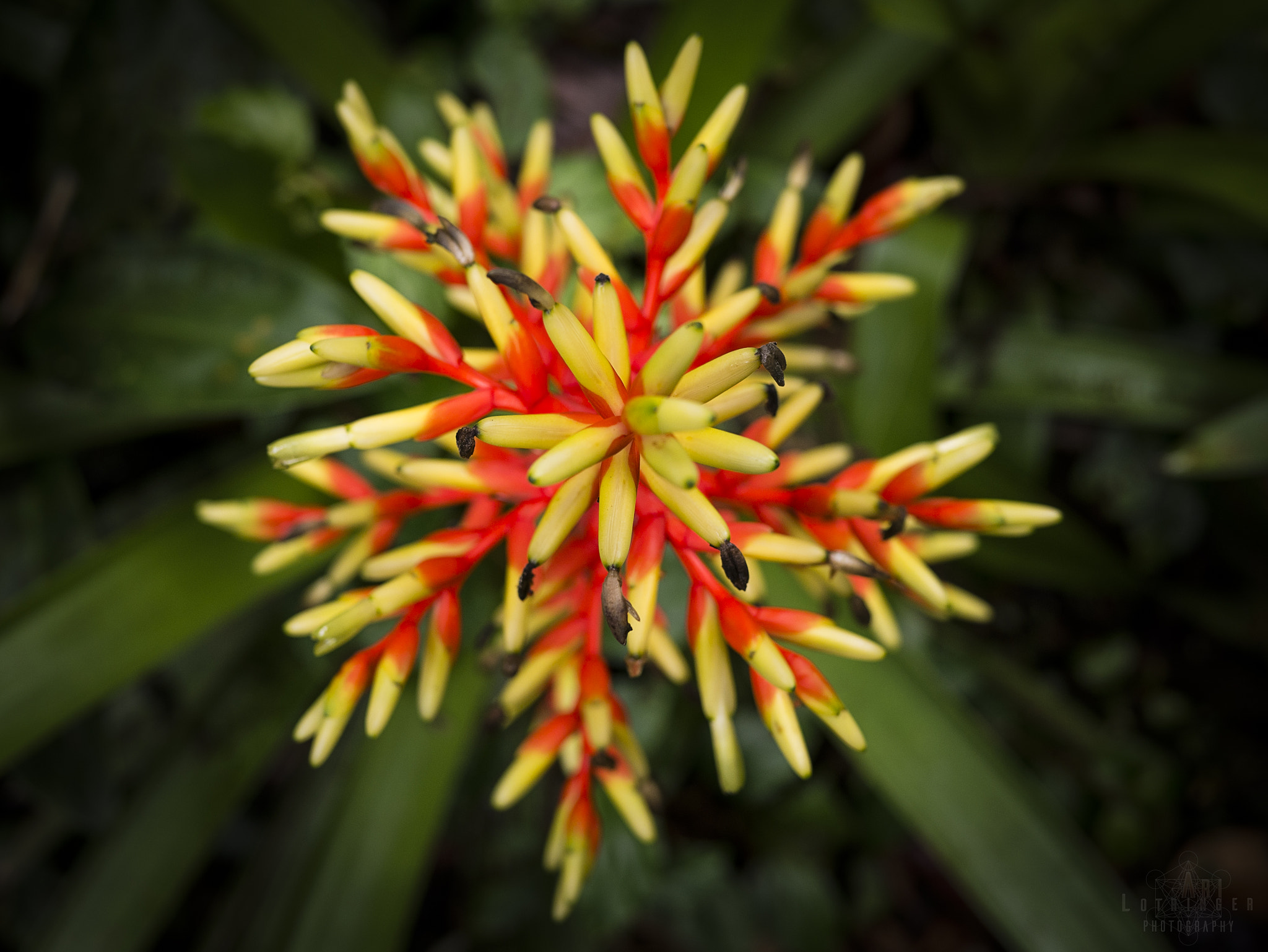 Panasonic Lumix DMC-G7 + Panasonic Leica DG Summilux 25mm F1.4 II ASPH sample photo. Mandala flowers photography