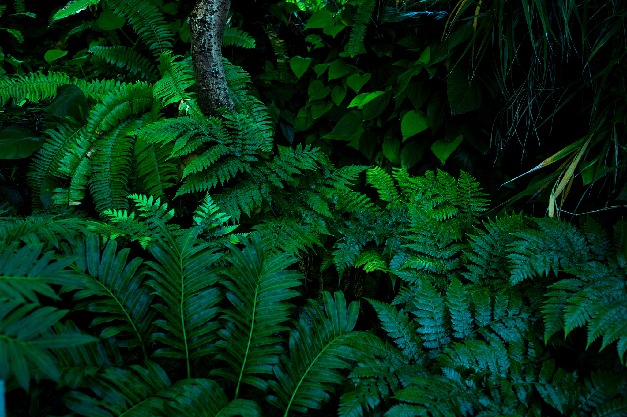 Nikon Df + Nikon AF Nikkor 35mm F2D sample photo. Dsc_5030.jpg photography