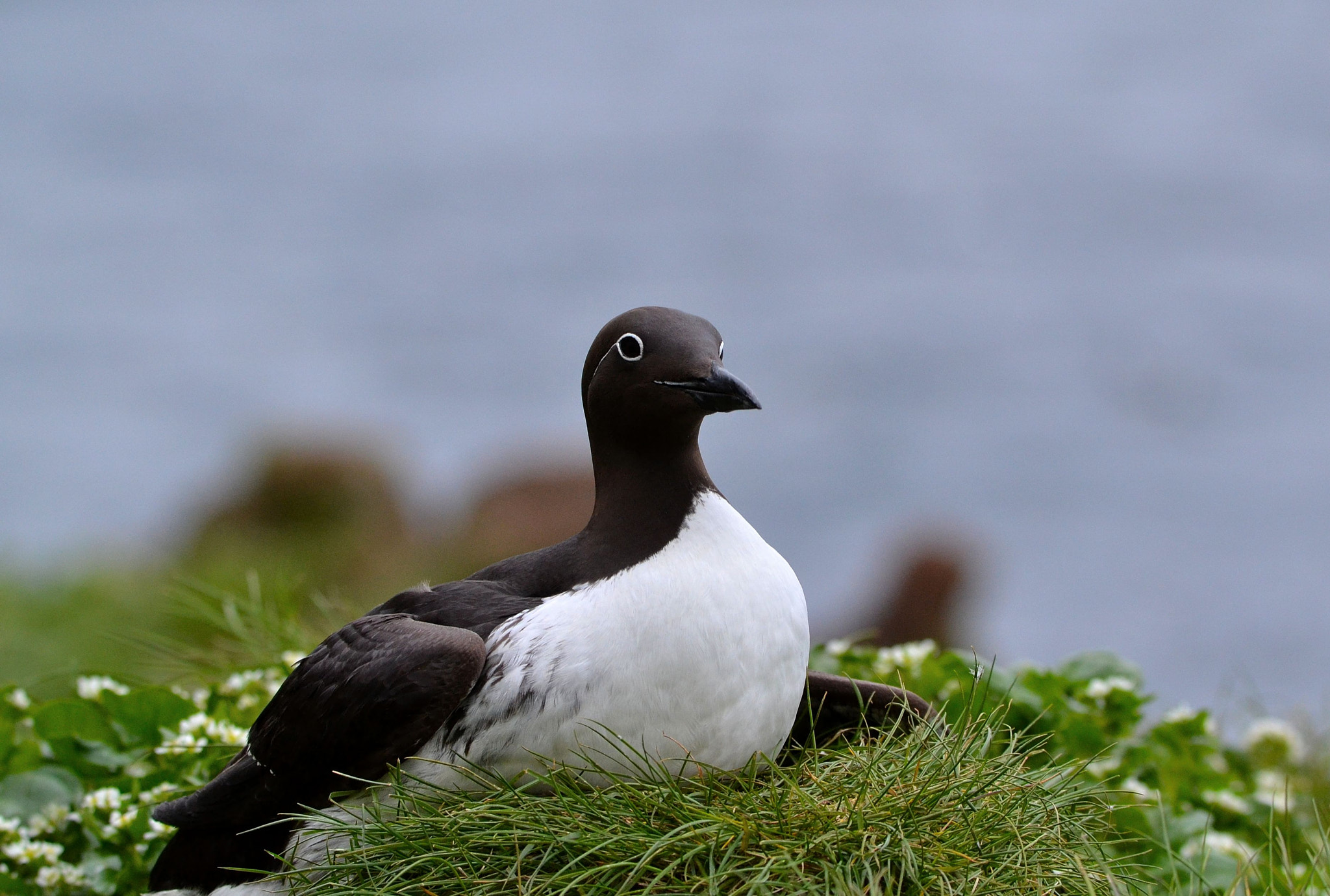 Nikon D3100 sample photo. Guillemot photography