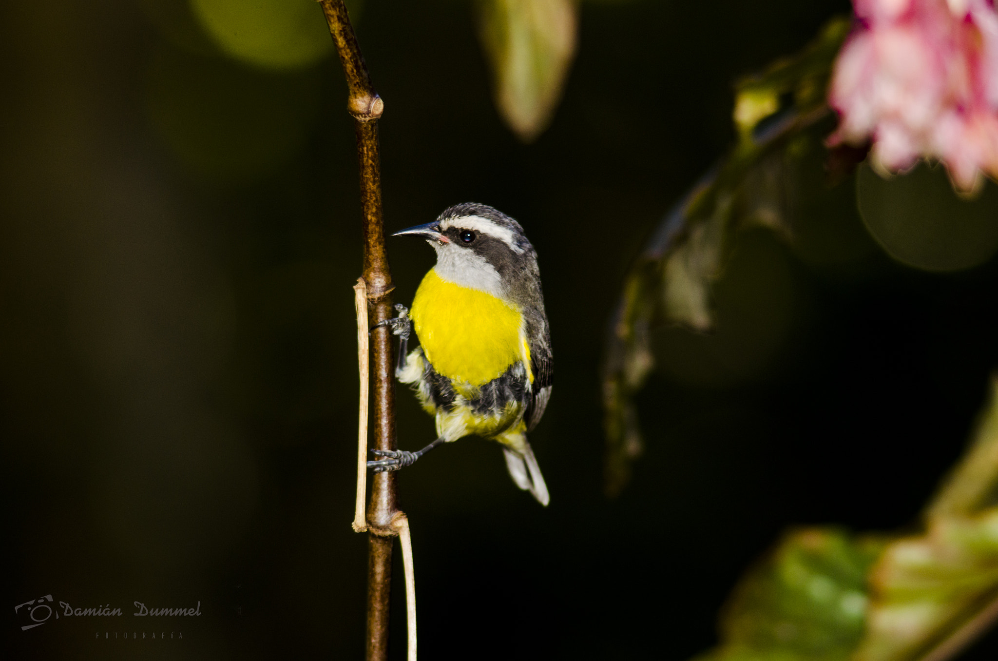 Tamron AF 200-400mm f/5.6 LD IF (75D) sample photo. Mielero común (coereba flaveola) photography