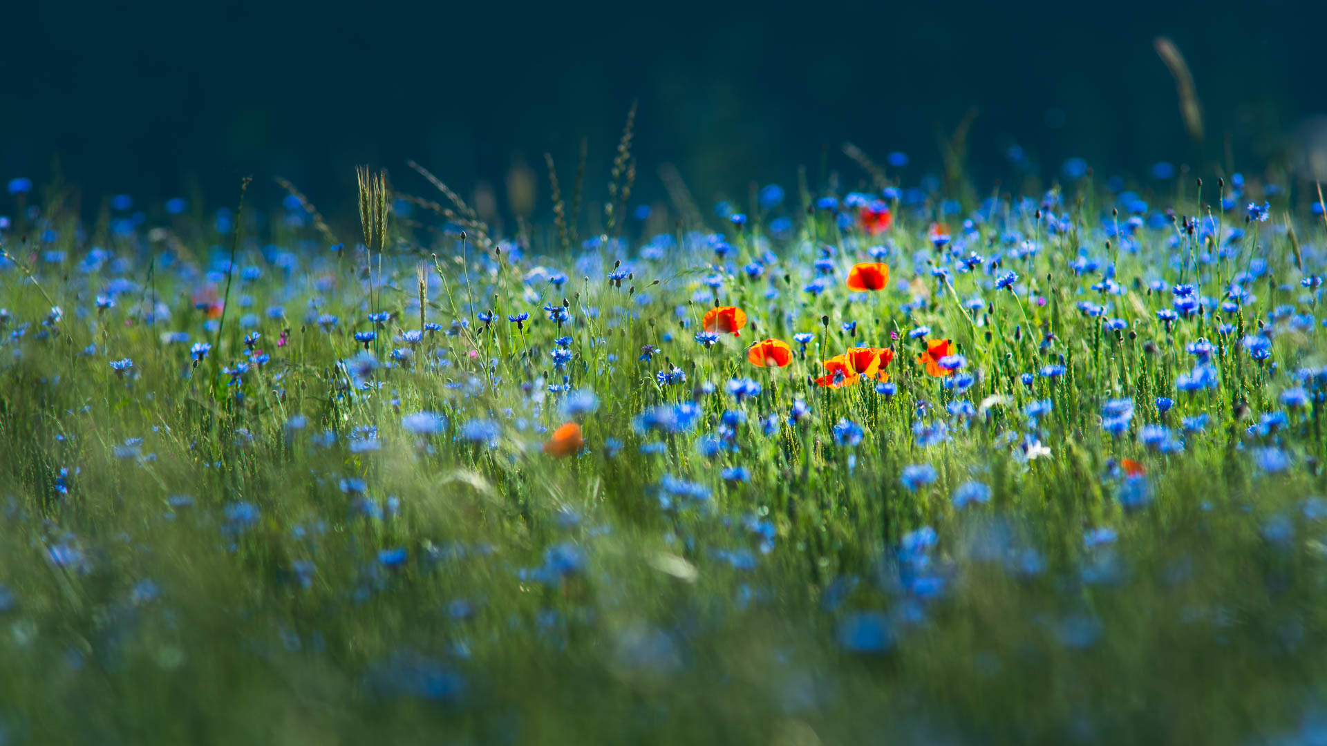 Sony a7R II + Canon EF 300mm F4L IS USM sample photo. Red and blue and green photography