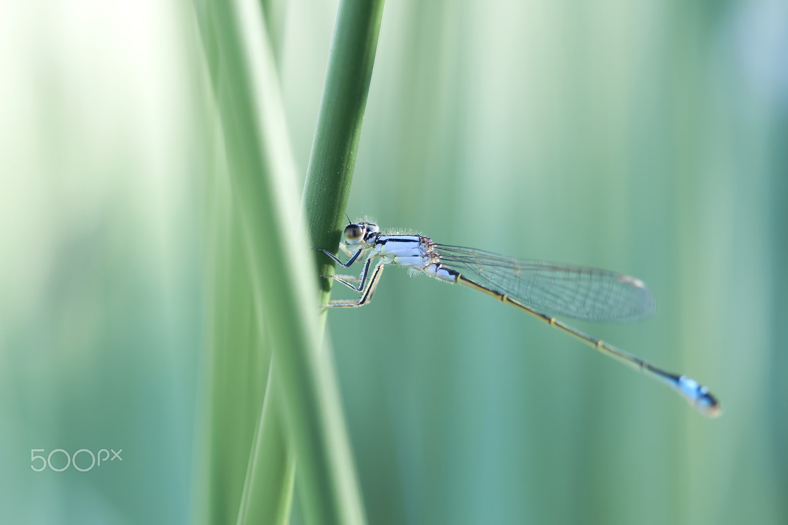 Canon EF 100mm F2.8 Macro USM sample photo. 20160613 doñana - 0012 photography