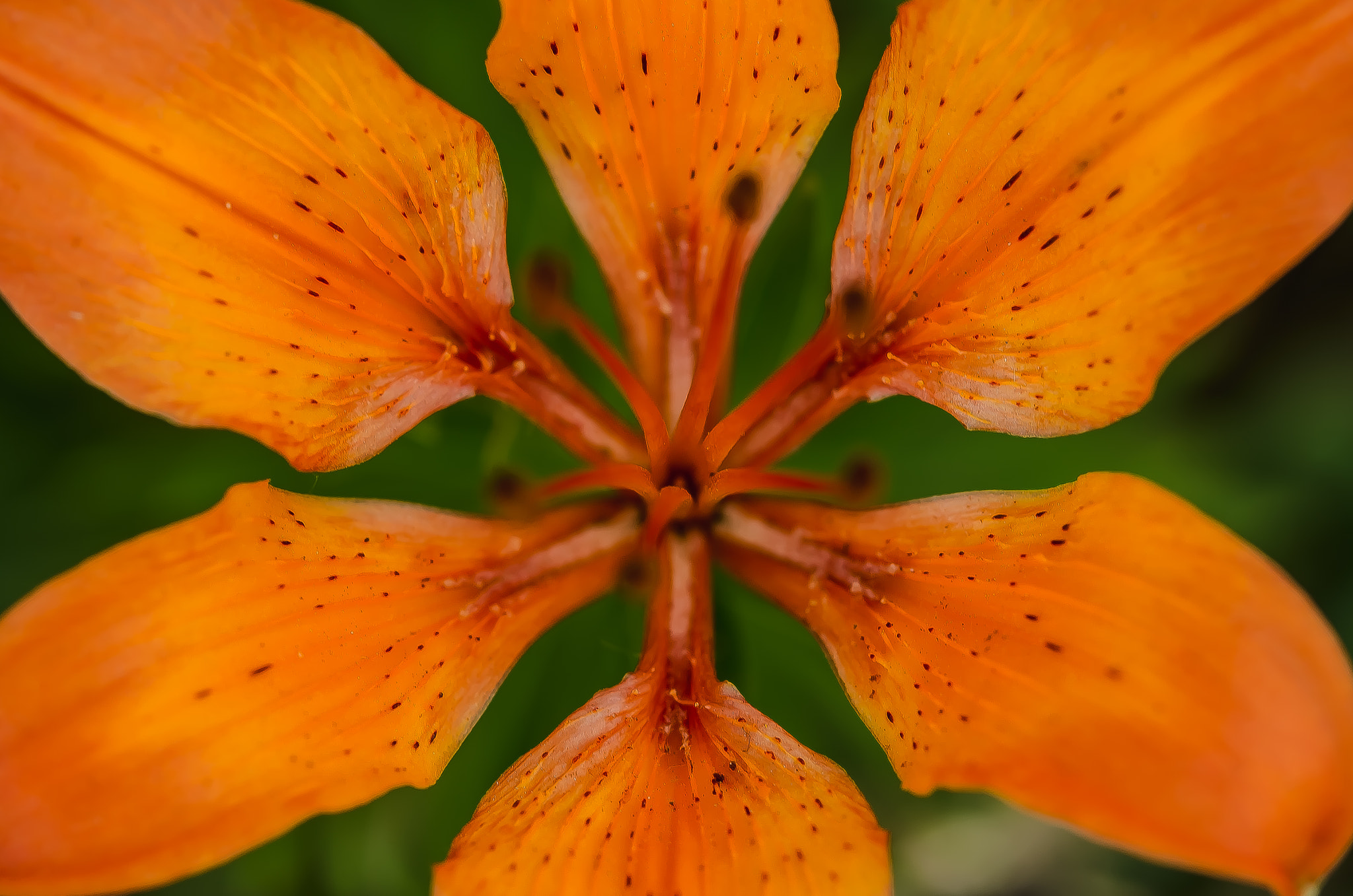 Nikon AF-S Micro-Nikkor 60mm F2.8G ED sample photo. Natural geometry photography