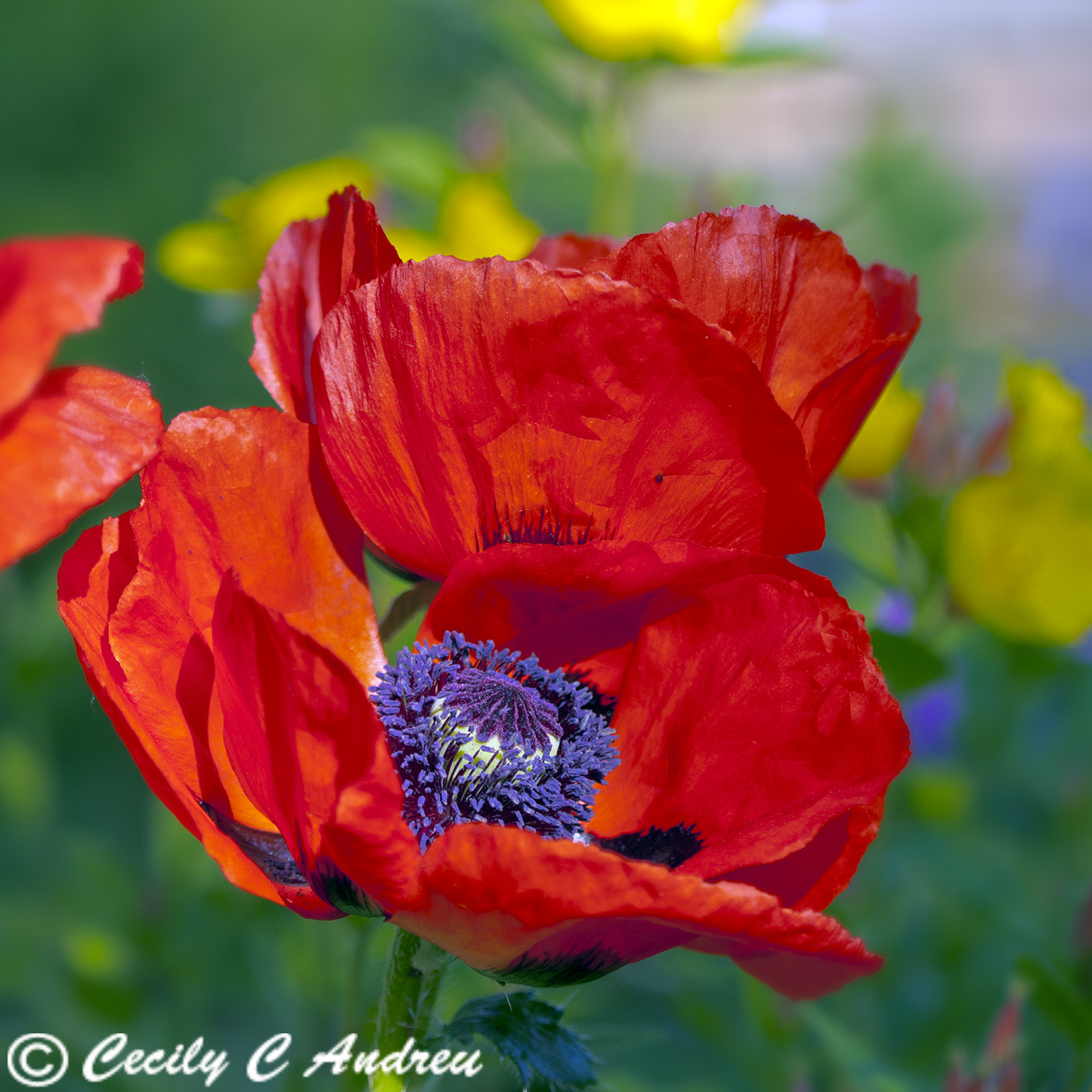 Canon EF 100mm F2.8 Macro USM sample photo. Oriental poppy photography