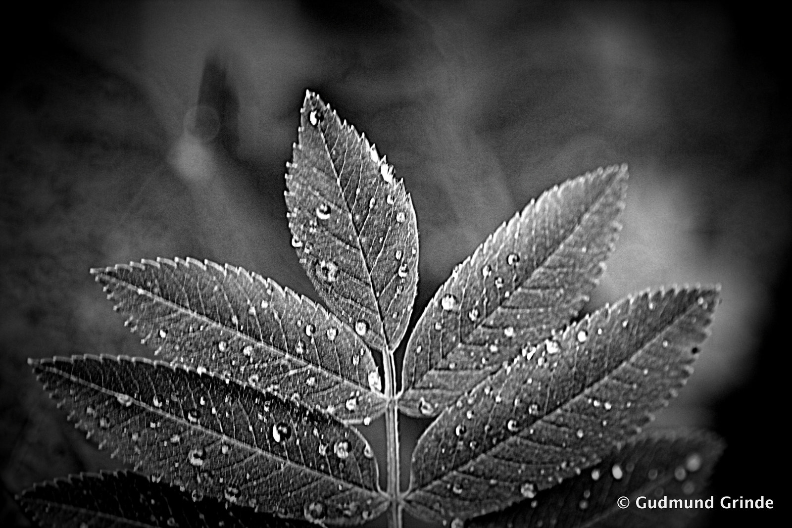 Canon EOS 550D (EOS Rebel T2i / EOS Kiss X4) + Tamron SP AF 90mm F2.8 Di Macro sample photo. The five leaf photography