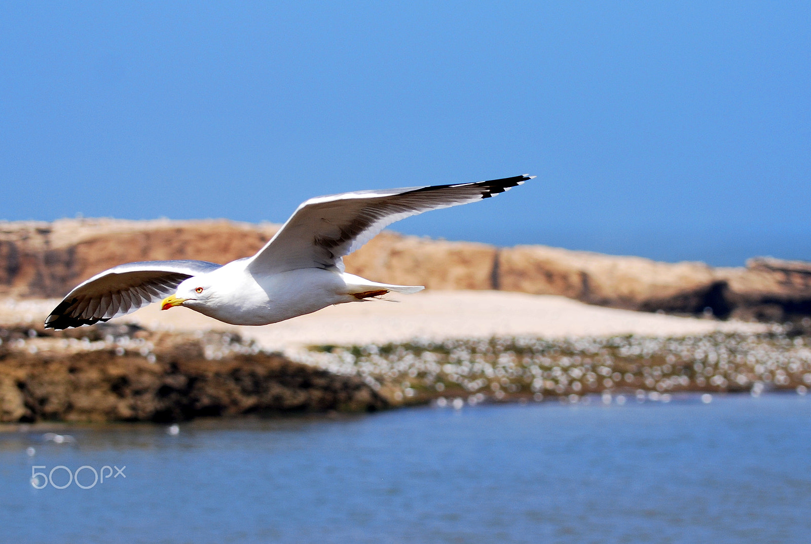 Nikon D60 sample photo. Flying seagull photography