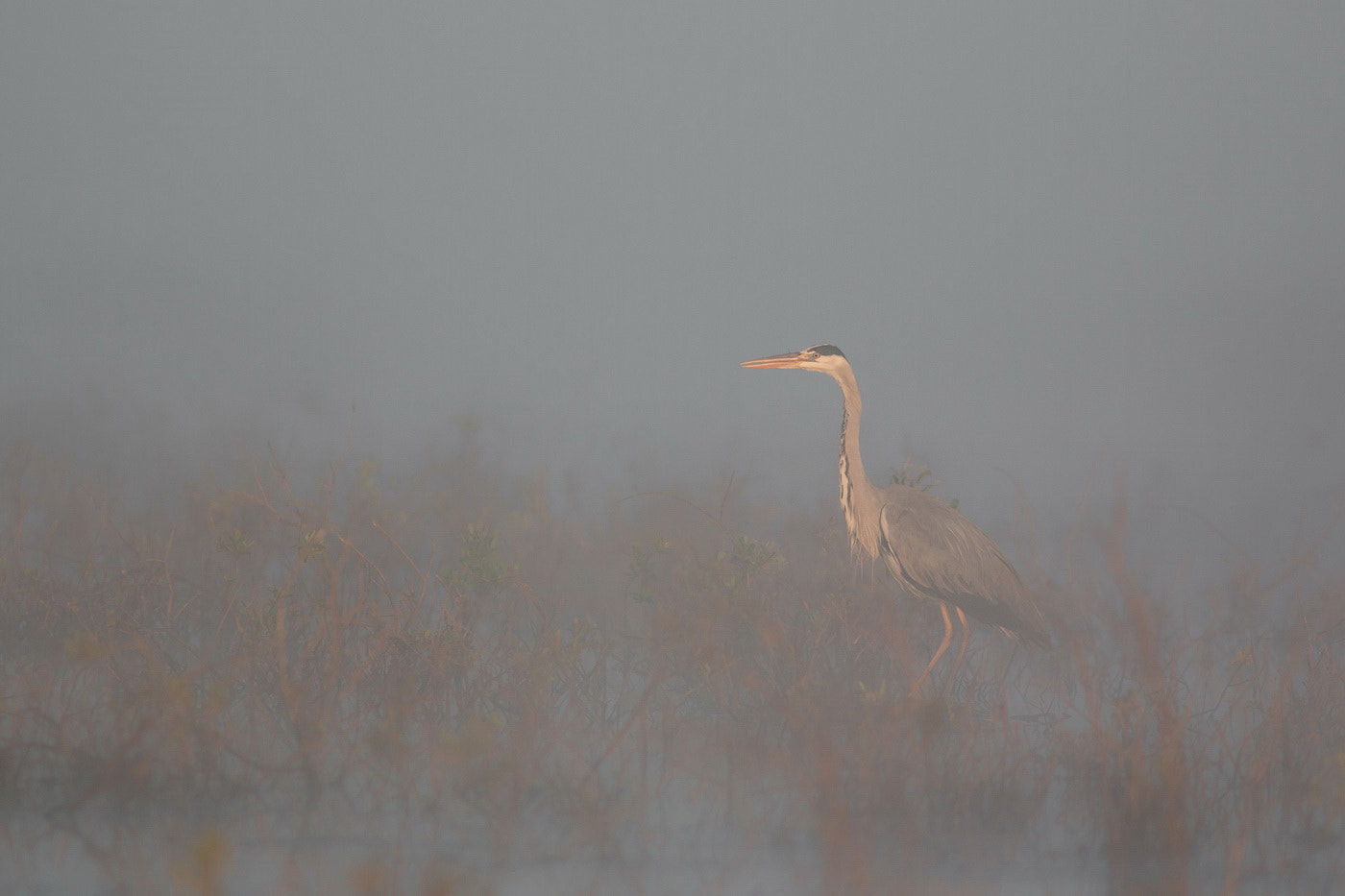 Canon EOS 70D + Canon EF 300mm F4L IS USM sample photo. Heron in the mist photography