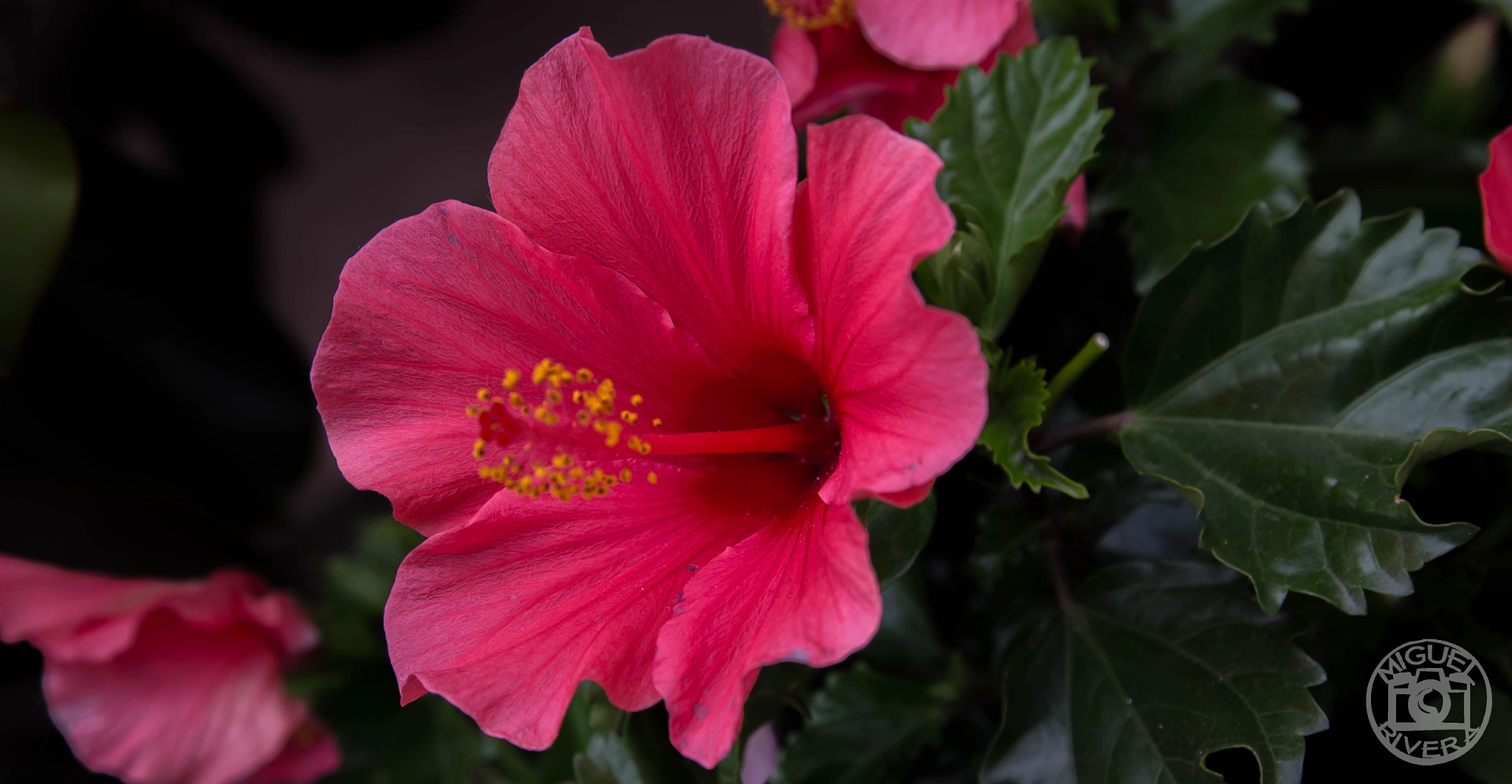 Canon EOS 100D (EOS Rebel SL1 / EOS Kiss X7) sample photo. Hibiscus photography