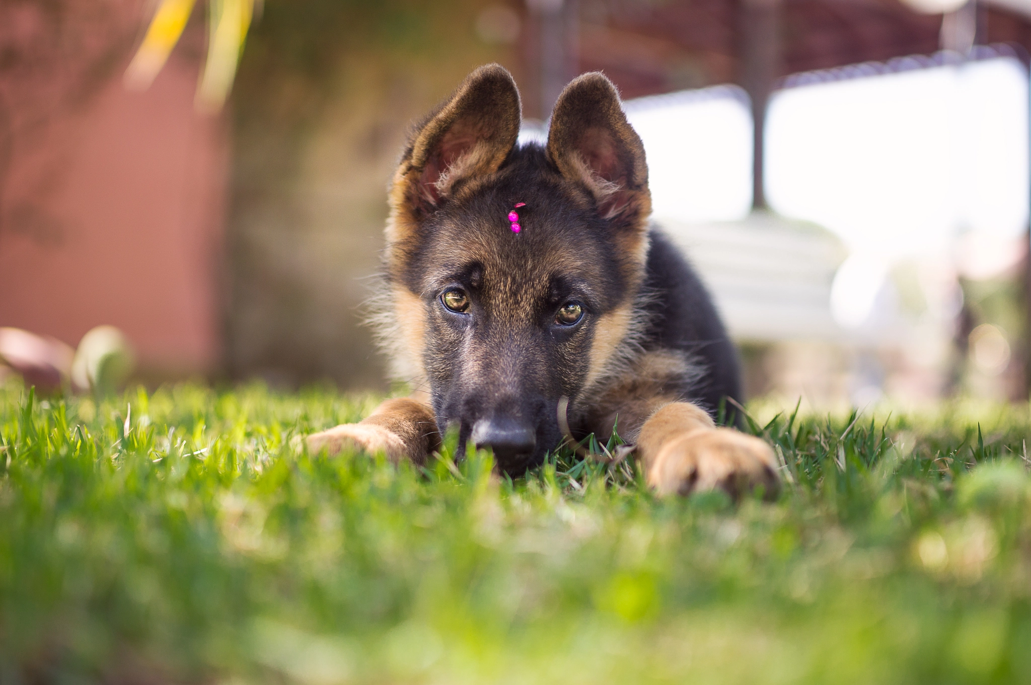 Sony SLT-A55 (SLT-A55V) + Sigma 35mm F1.4 DG HSM Art sample photo. Puppy photography