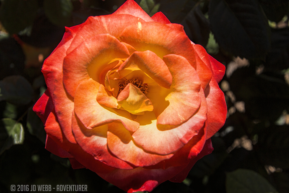 Canon EOS 650D (EOS Rebel T4i / EOS Kiss X6i) sample photo. Flower photography