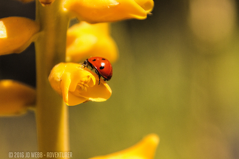Canon EOS 650D (EOS Rebel T4i / EOS Kiss X6i) sample photo. Ladybug photography