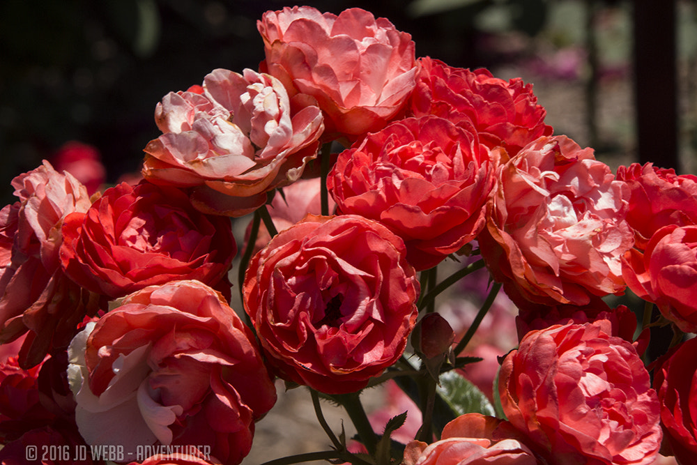 Canon EOS 650D (EOS Rebel T4i / EOS Kiss X6i) sample photo. Rose photography