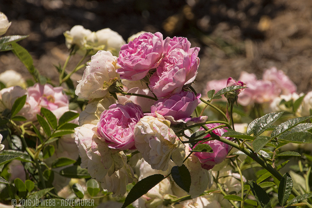 Canon EOS 650D (EOS Rebel T4i / EOS Kiss X6i) sample photo. Rose photography