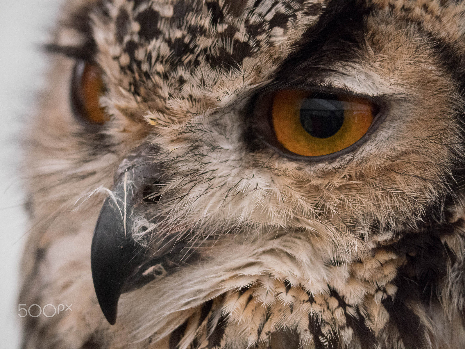 Panasonic Lumix DMC-GX8 sample photo. Owl (p1020288.jpg) photography
