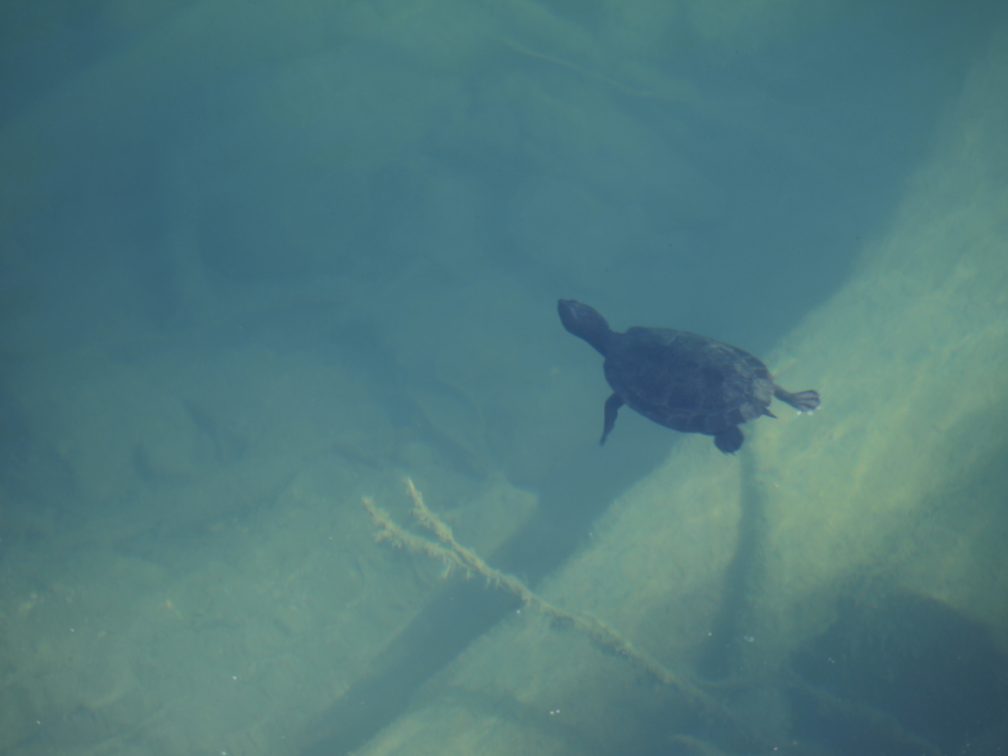Olympus PEN E-PL2 sample photo. Floating photography