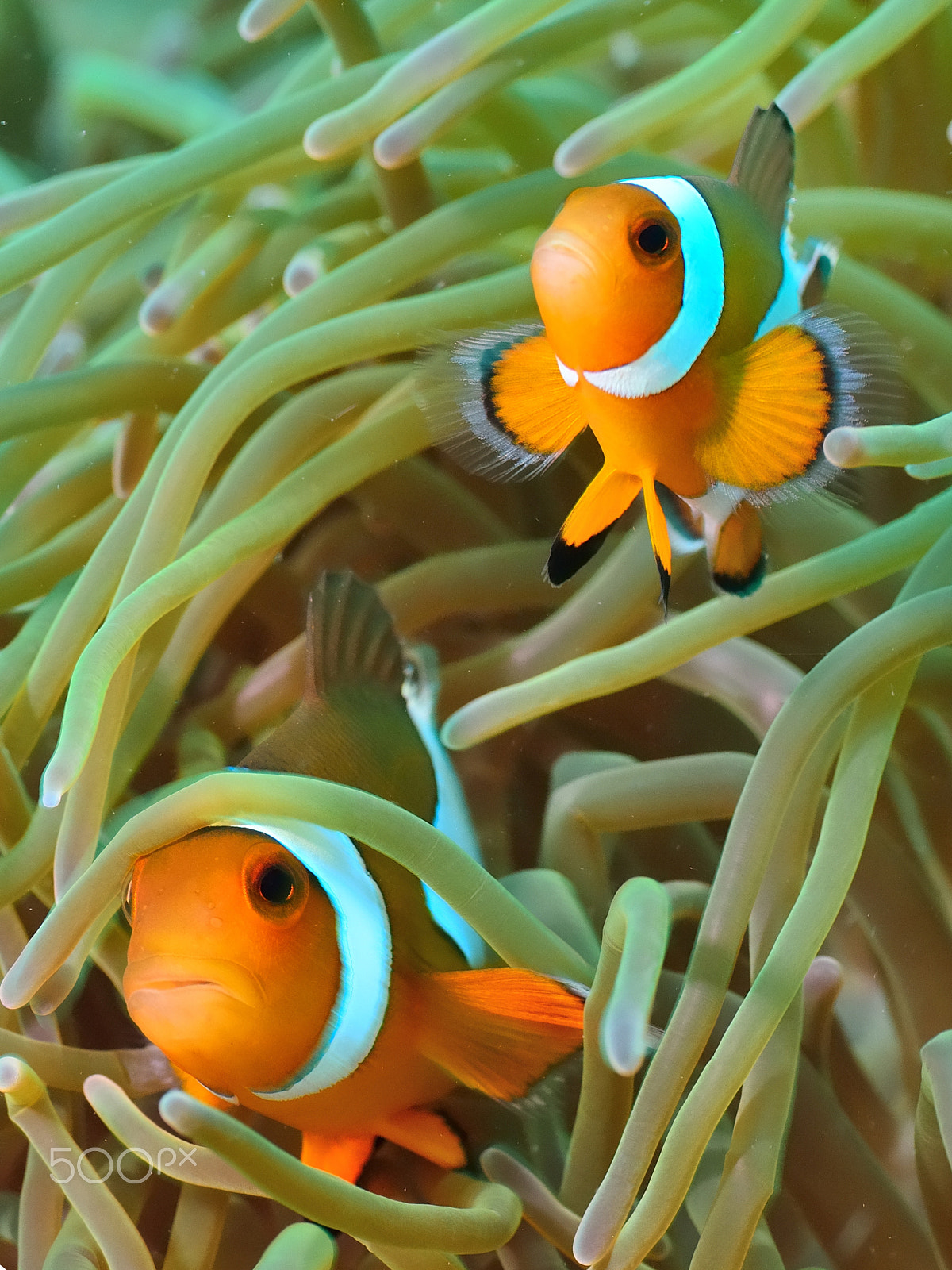 Nikon D800E sample photo. Couple of anemone clownfish photography