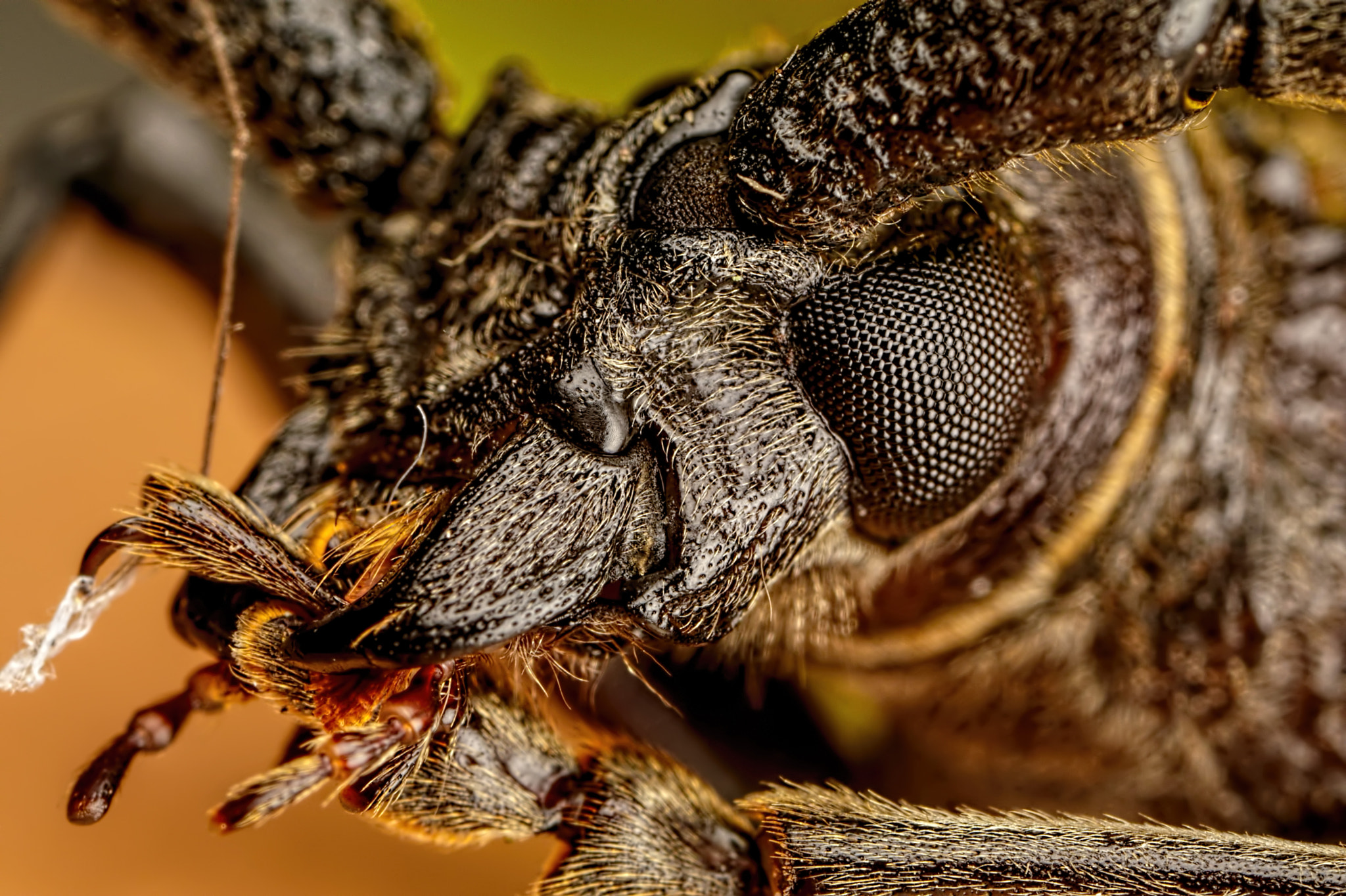 Canon MP-E 65mm F2.5 1-5x Macro Photo sample photo. Long horned beetle photography