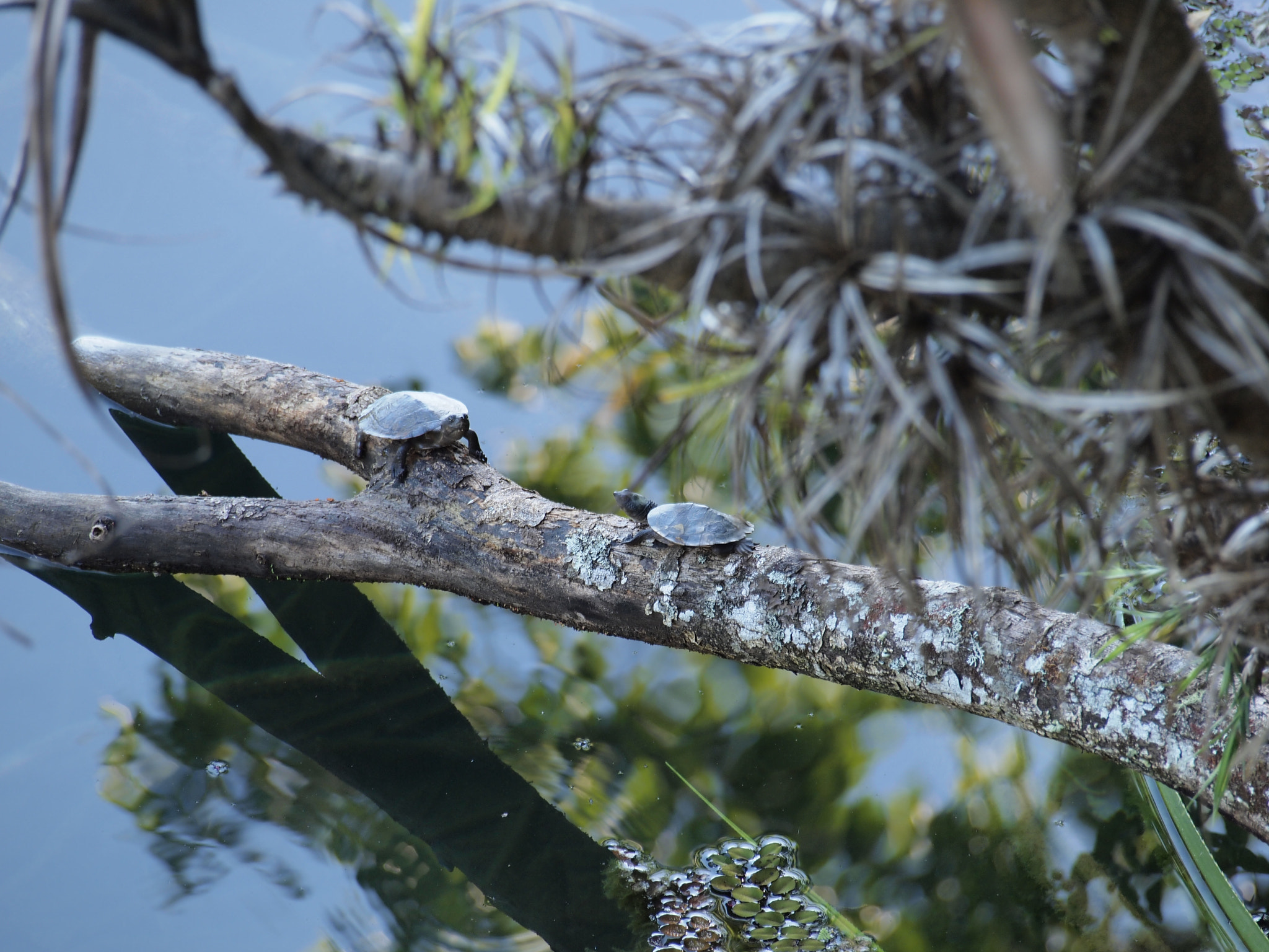 Olympus Zuiko Digital ED 40-150mm F4.0-5.6 sample photo. Watching turtles photography
