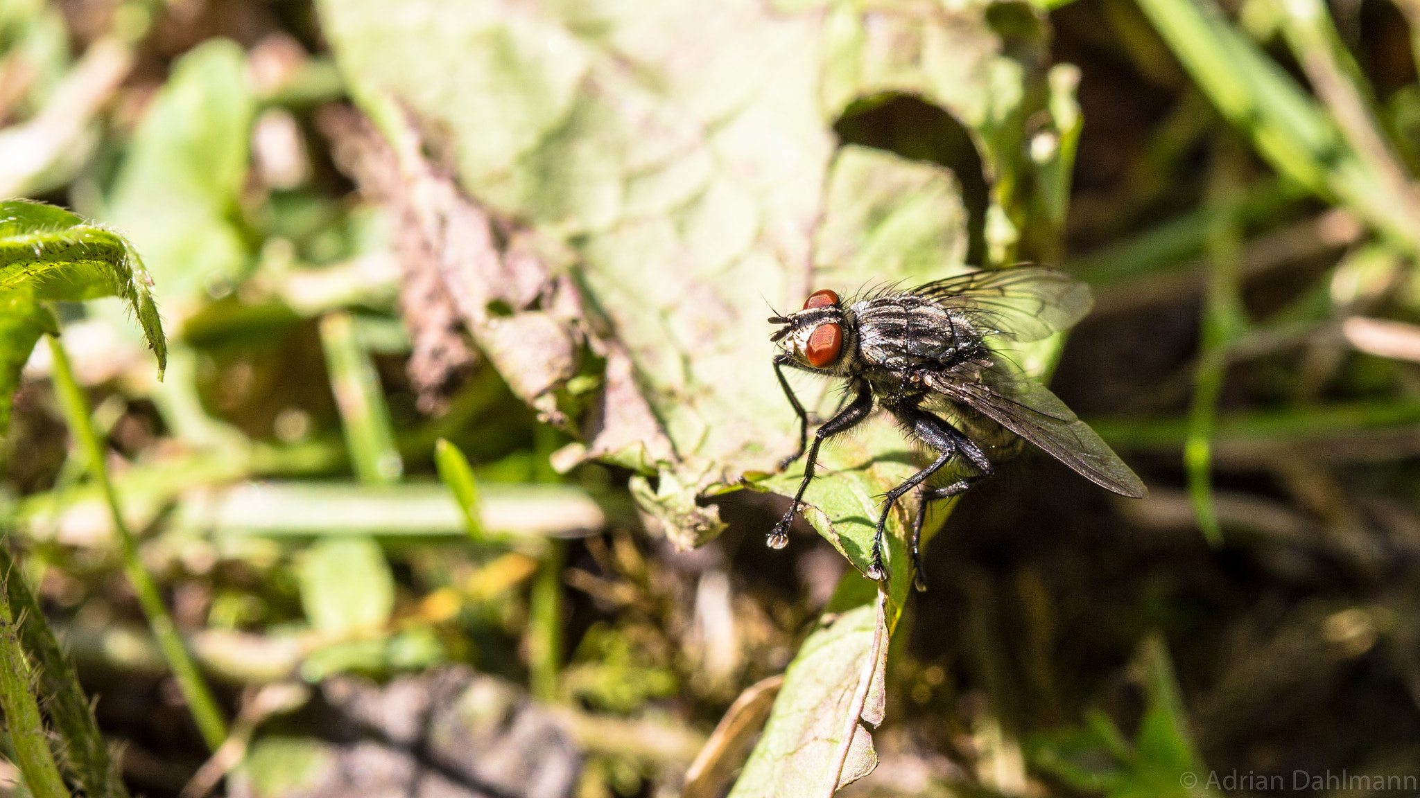 Canon EF 100mm F2.8 Macro USM sample photo. Brachycera photography