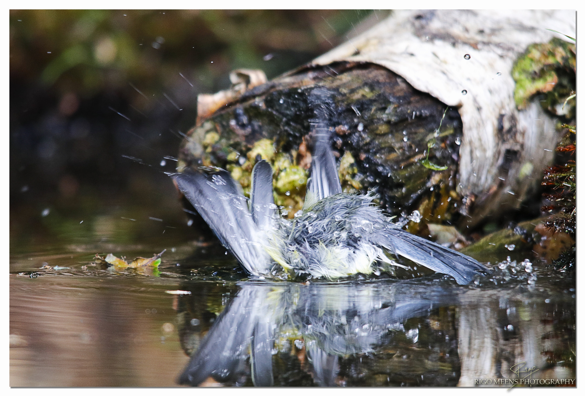 Sigma 150-500mm F5-6.3 DG OS HSM sample photo. Time for the tub photography