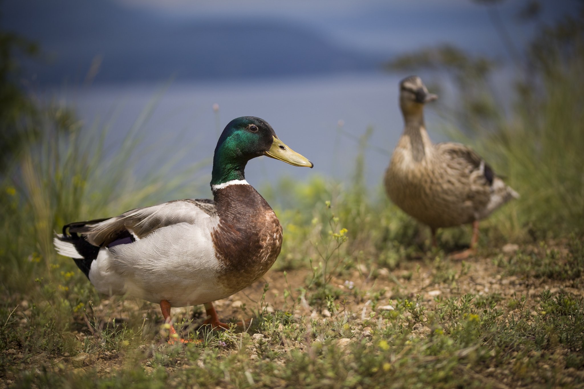 Sigma 105mm F2.8 EX DG OS HSM sample photo. _ photography