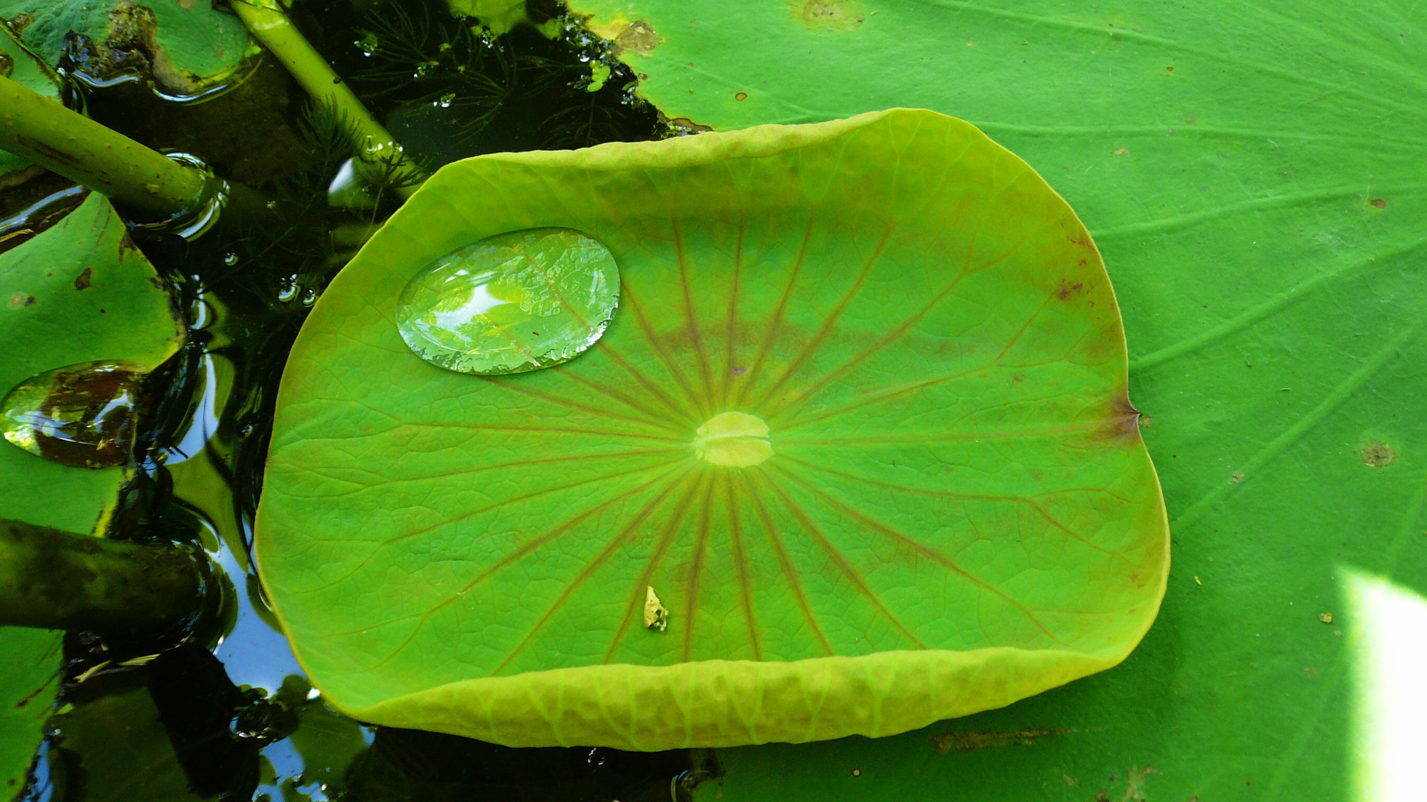 Panasonic DMC-FX07 sample photo. Leaf of lotus flower photography
