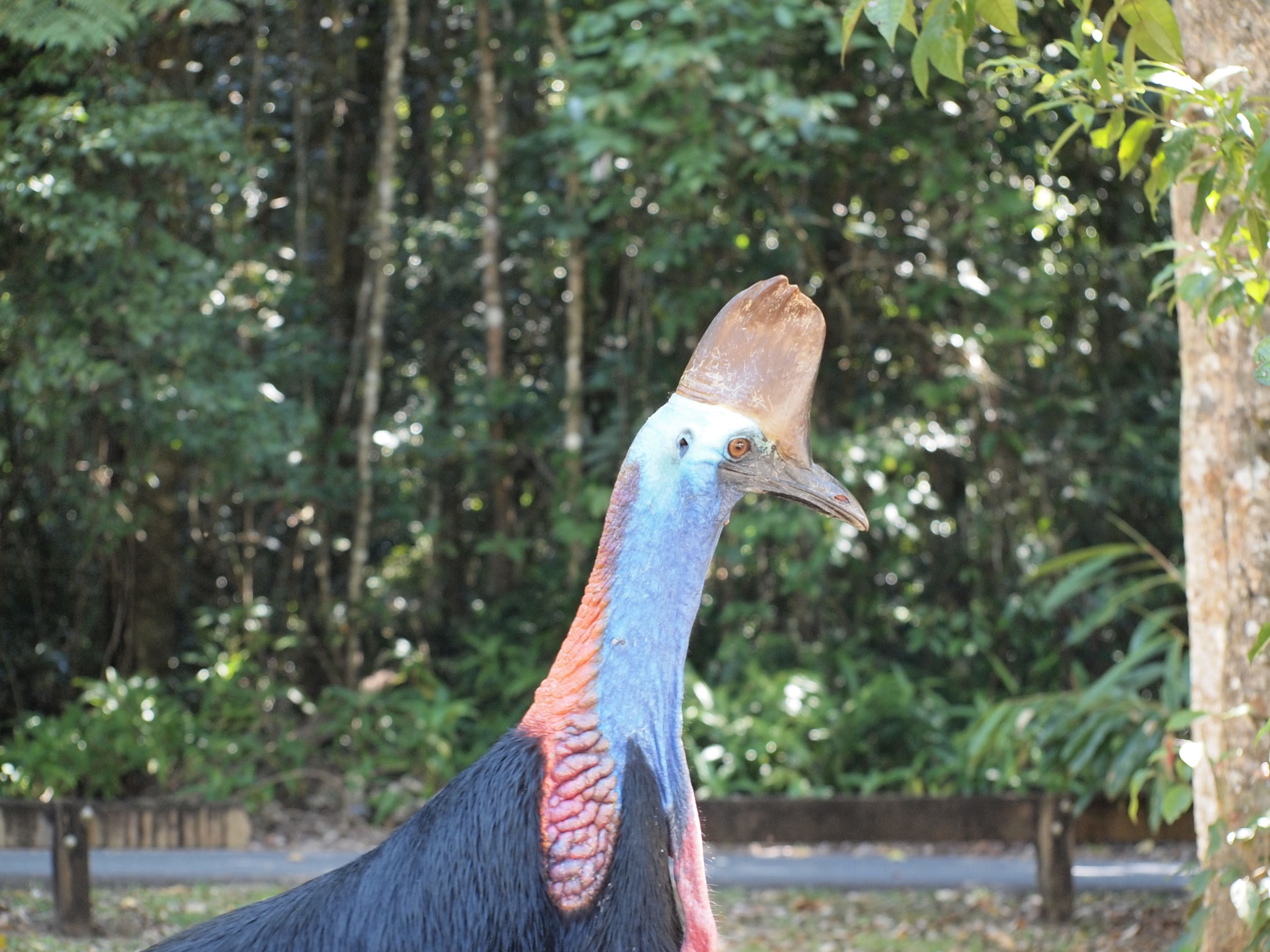 Olympus Zuiko Digital ED 40-150mm F4.0-5.6 sample photo. Cassowary photography