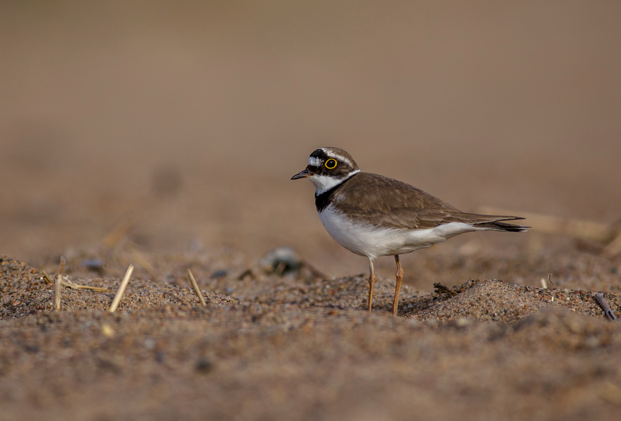 Canon EOS 6D + Canon EF 400mm F5.6L USM sample photo. Little ringed plover photography