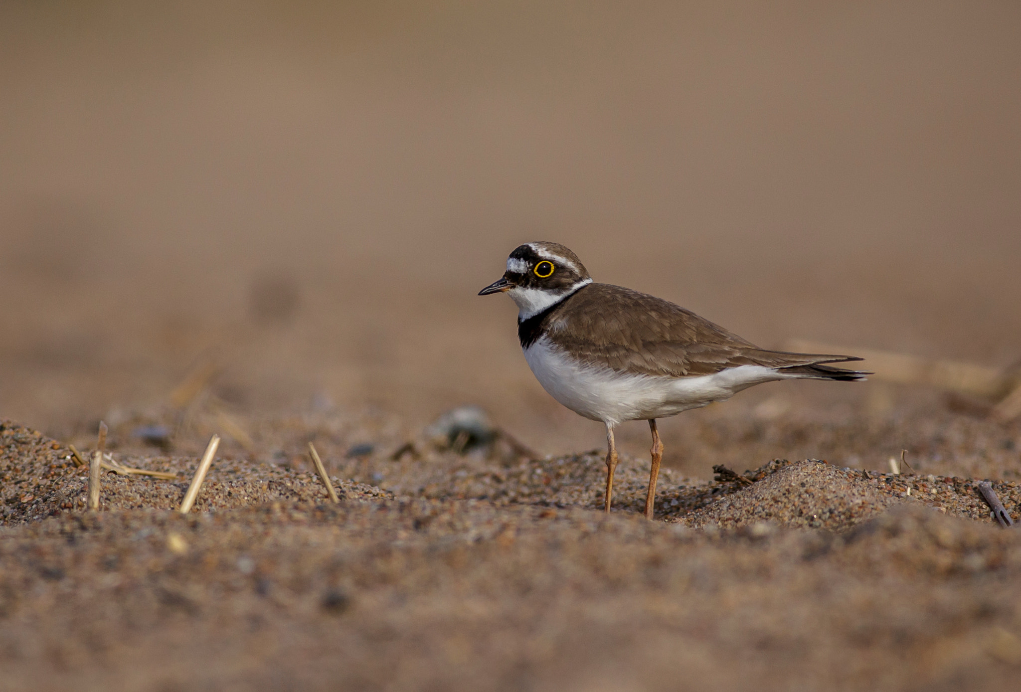 Canon EF 400mm F5.6L USM sample photo. Little ringed plover photography