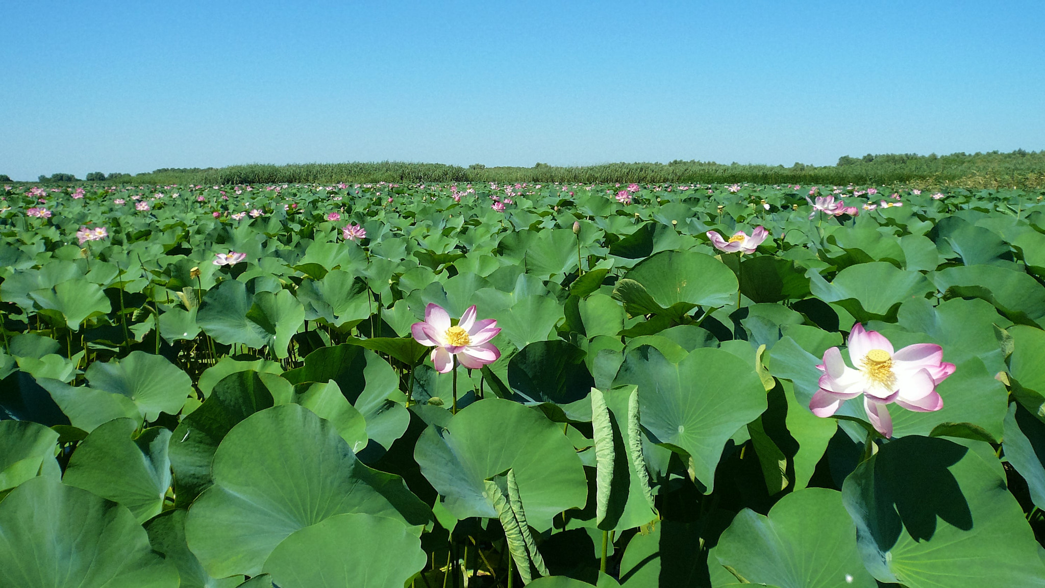 Panasonic DMC-FX07 sample photo. Field of lotus flowers photography