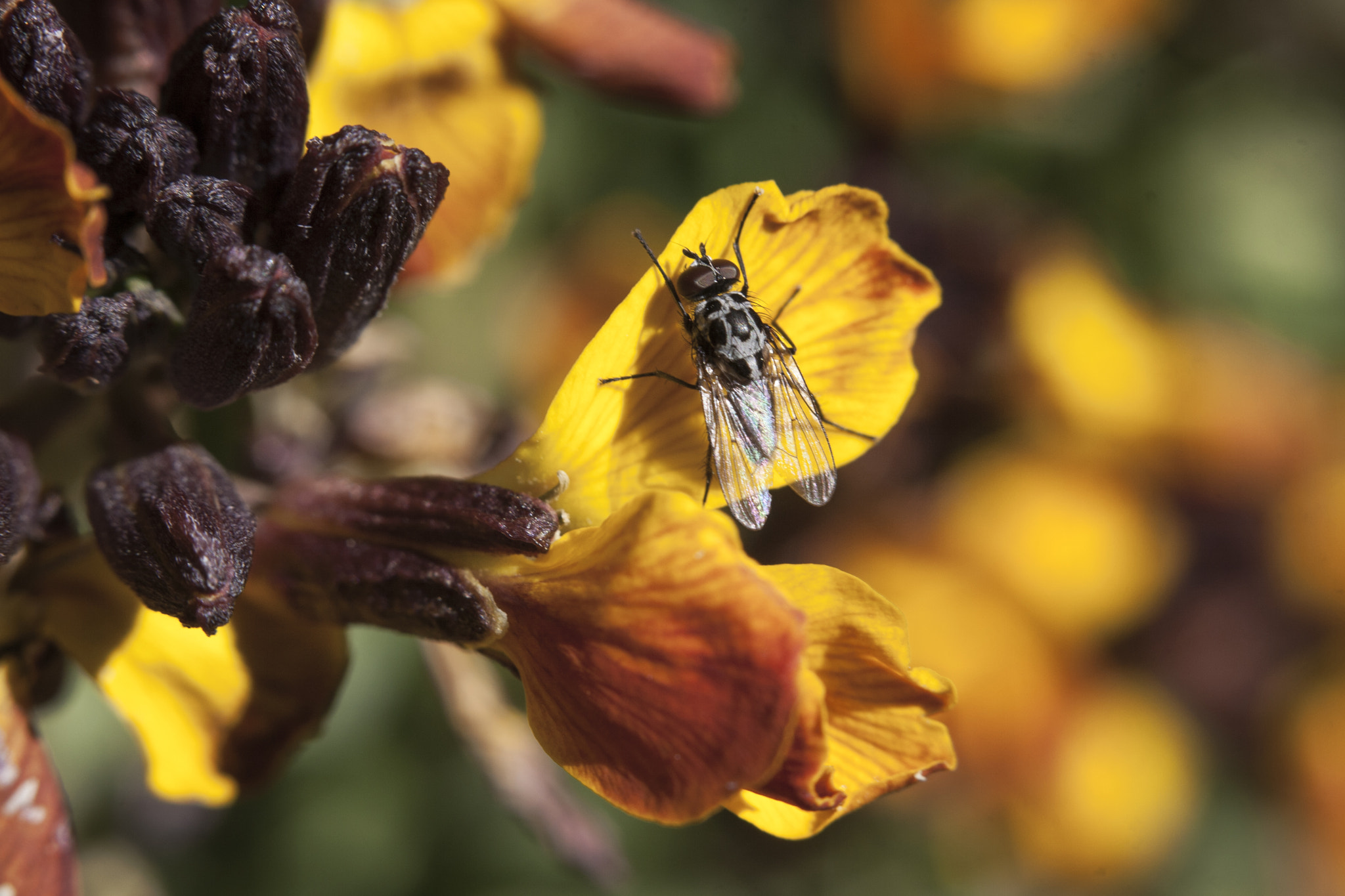 Canon EF 38-76mm f/4.5-5.6 sample photo. Fly in yellow photography