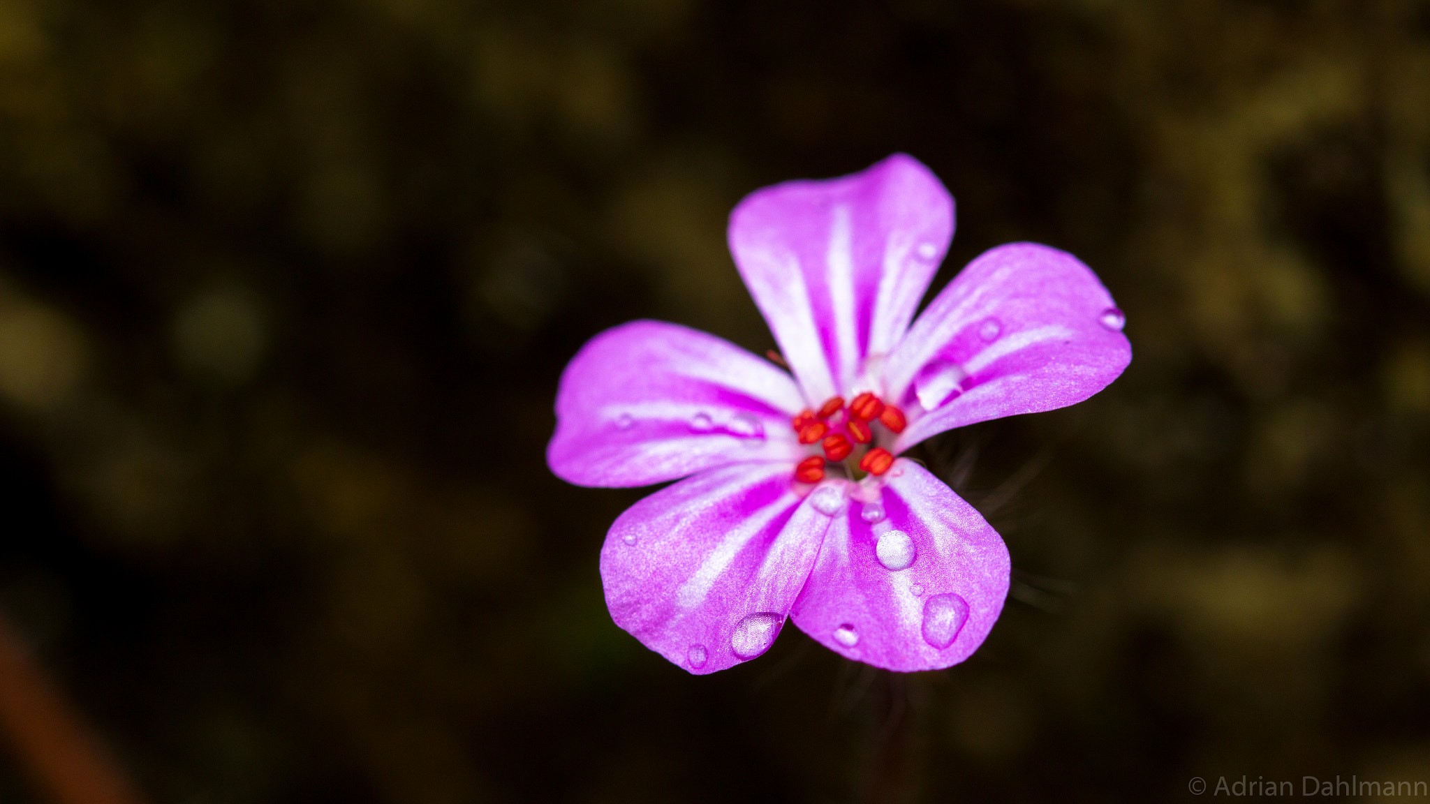 Canon EF 100mm F2.8 Macro USM sample photo. A flower! macromastic! photography