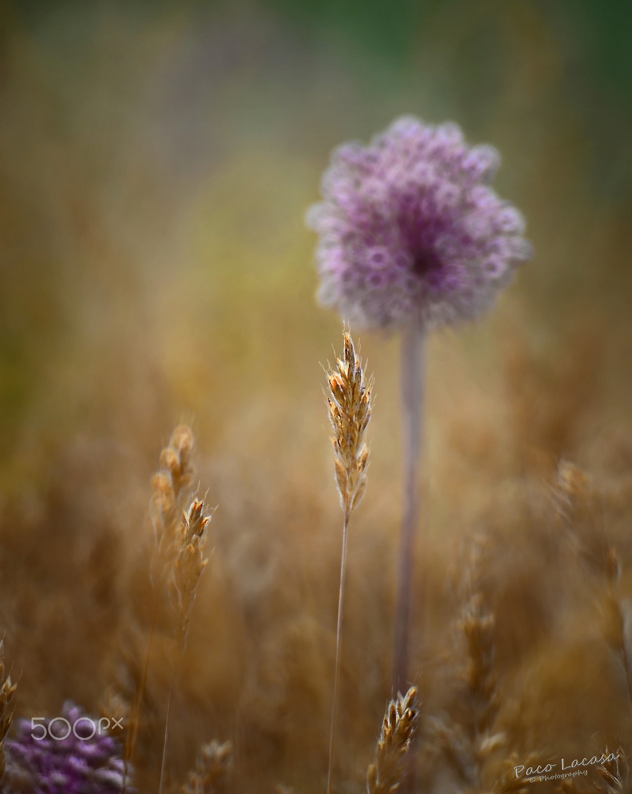 Nikon D610 + Manual Lens No CPU sample photo. Between wheat fields -3- photography