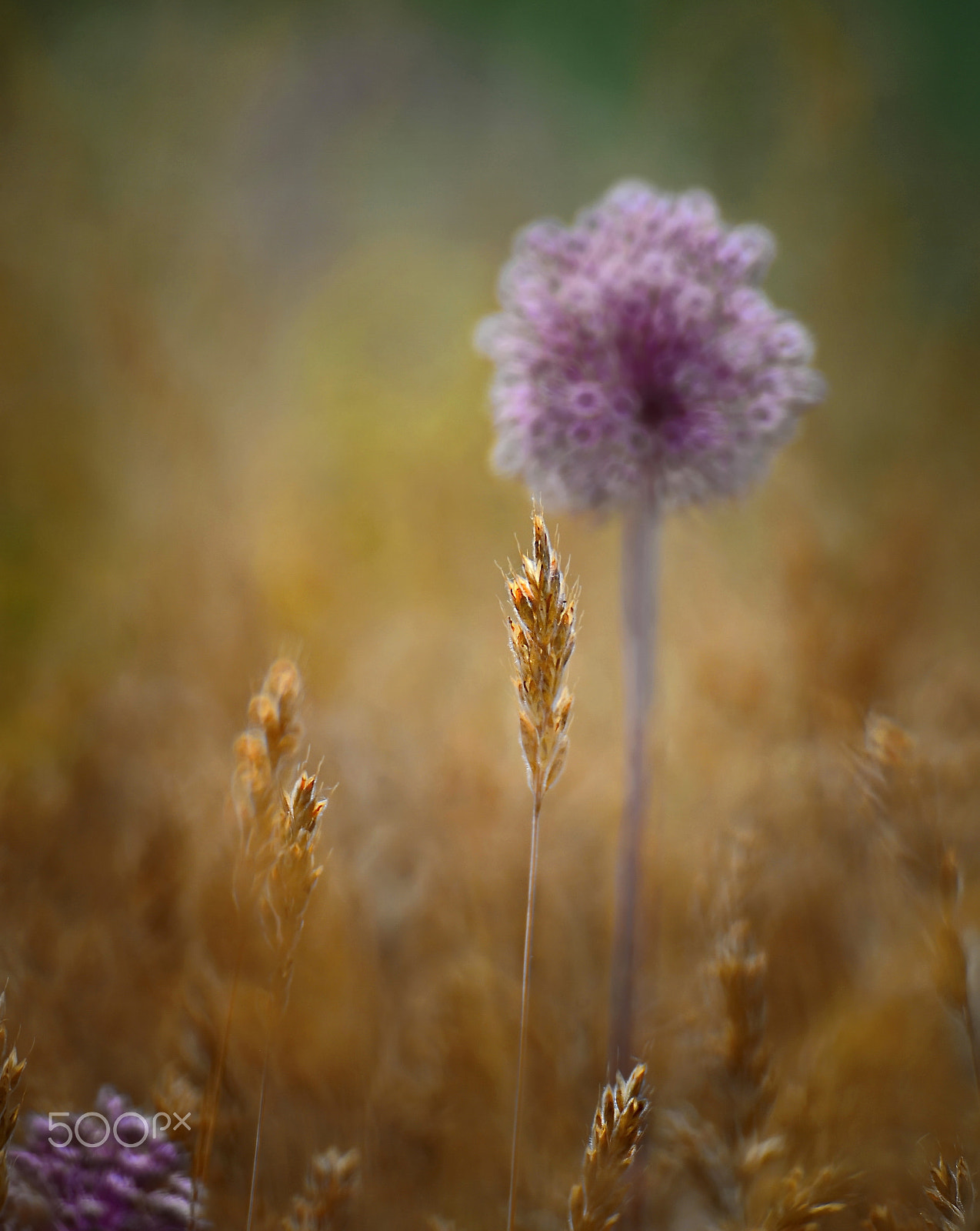 Manual Lens No CPU sample photo. Between wheat fields -6- photography