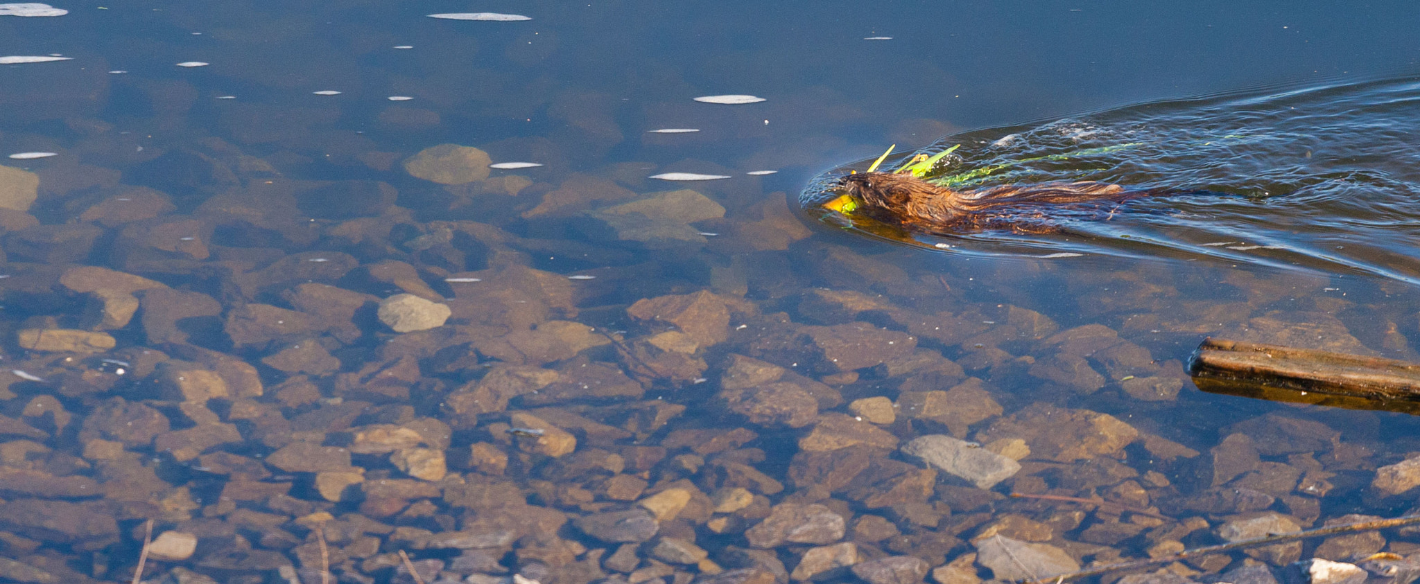 Canon EOS-1D Mark III sample photo. The mink and his building materials photography