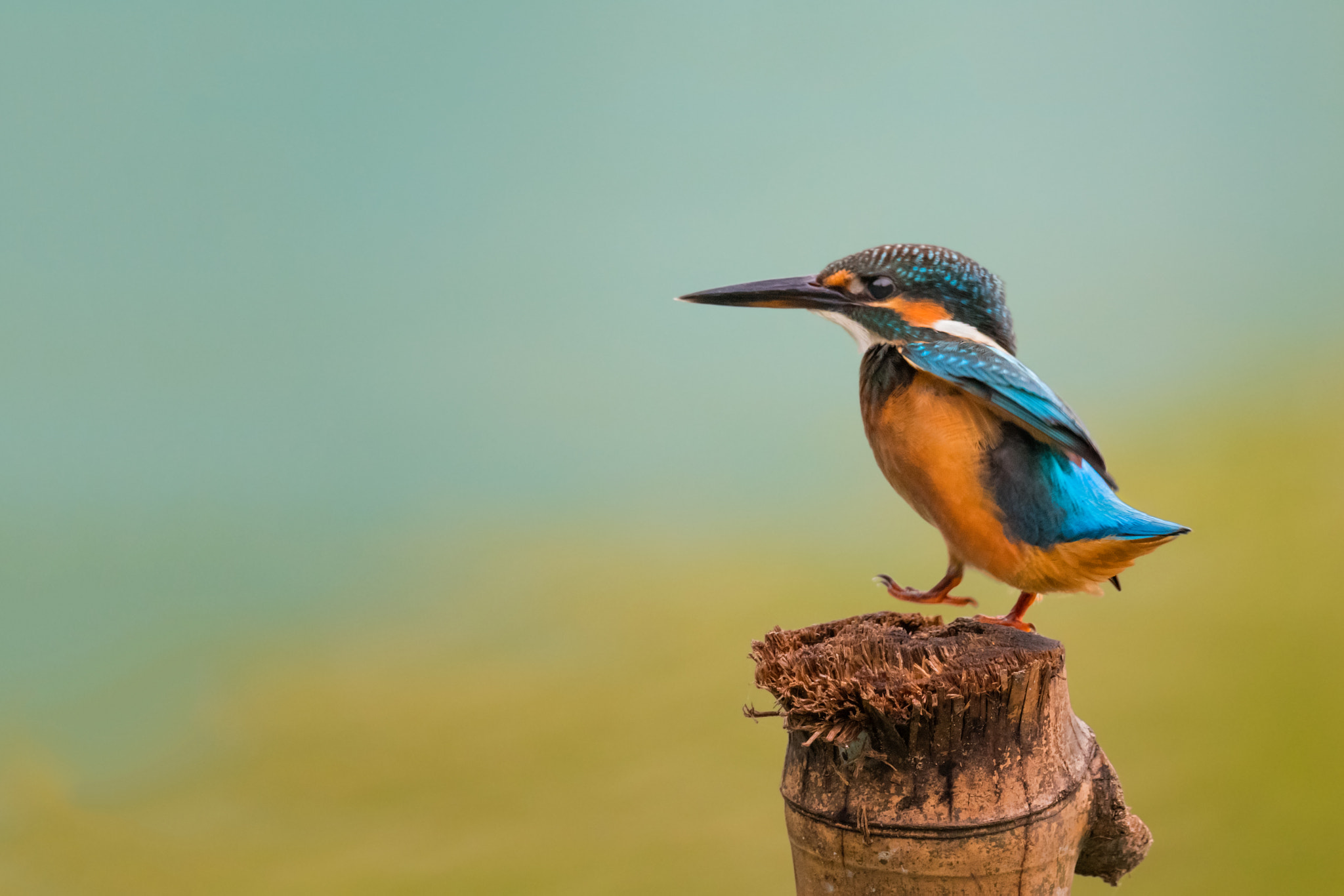 Nikon AF-S Nikkor 800mm F5.6E FL ED VR sample photo. Common kingfisher পত মছরঙগ alcedo atthis photography
