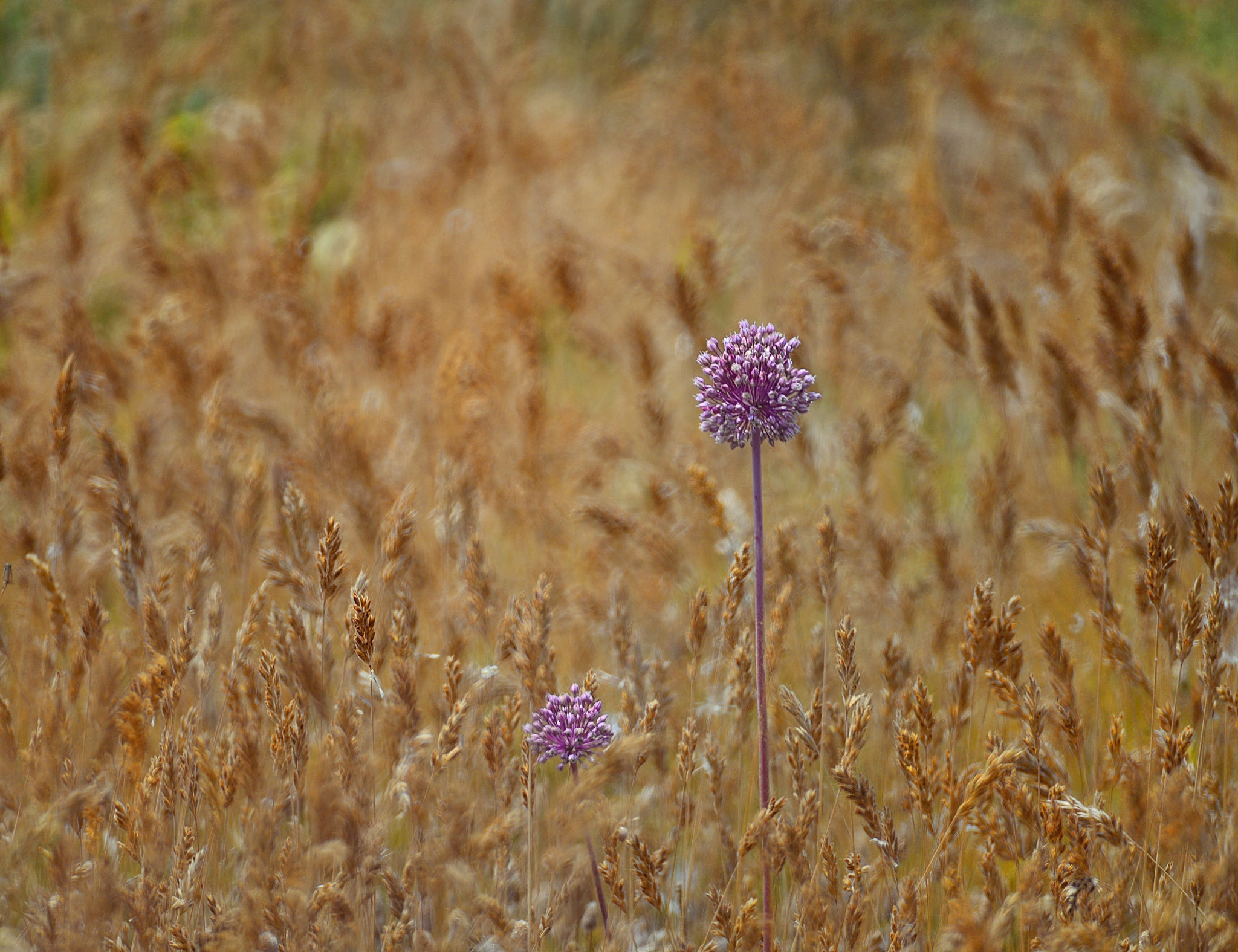 Nikon D610 + Manual Lens No CPU sample photo. Between wheat fields -13- photography