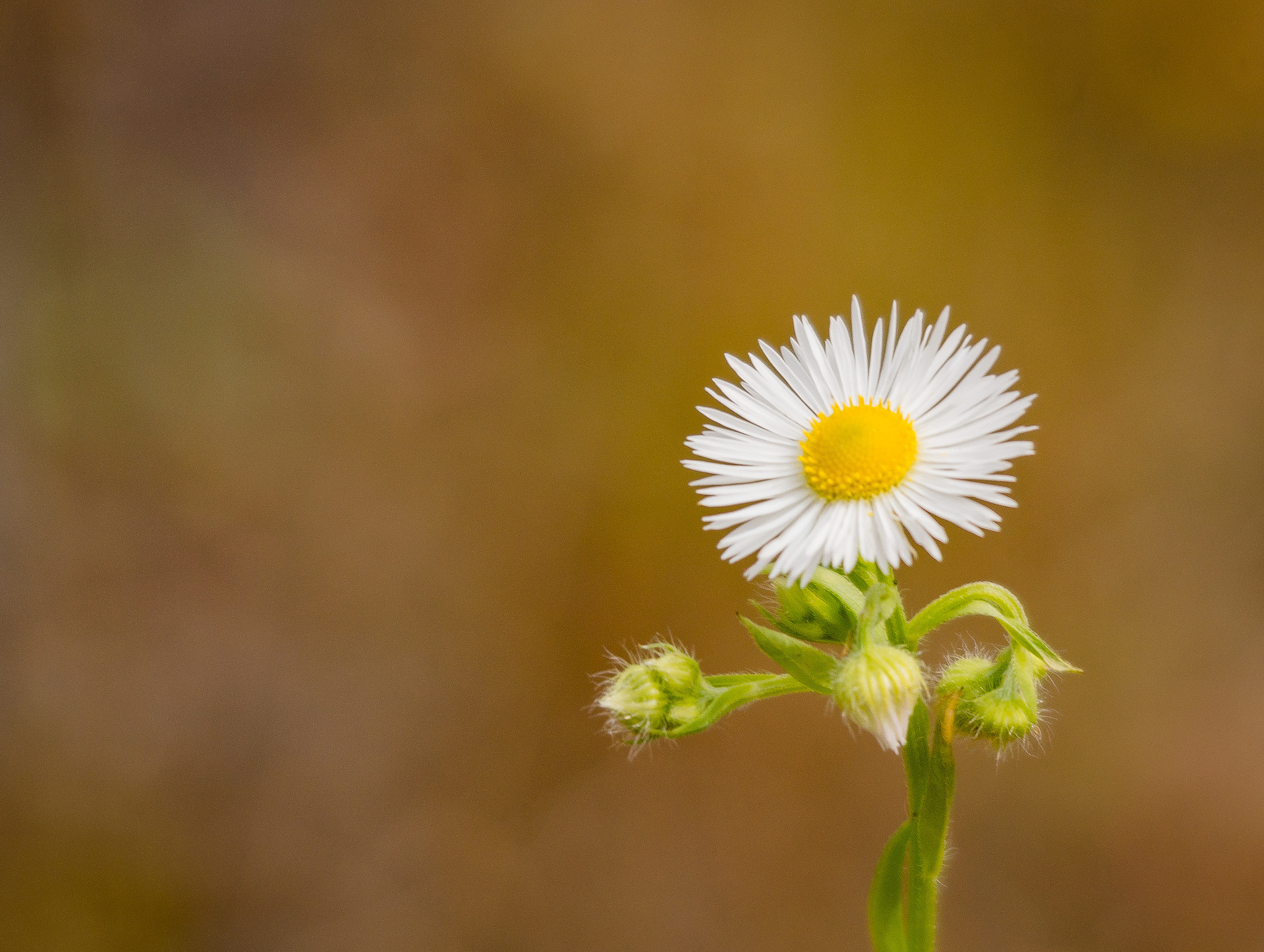 Sigma 150-500mm F5-6.3 DG OS HSM sample photo. Erigeron annus photography