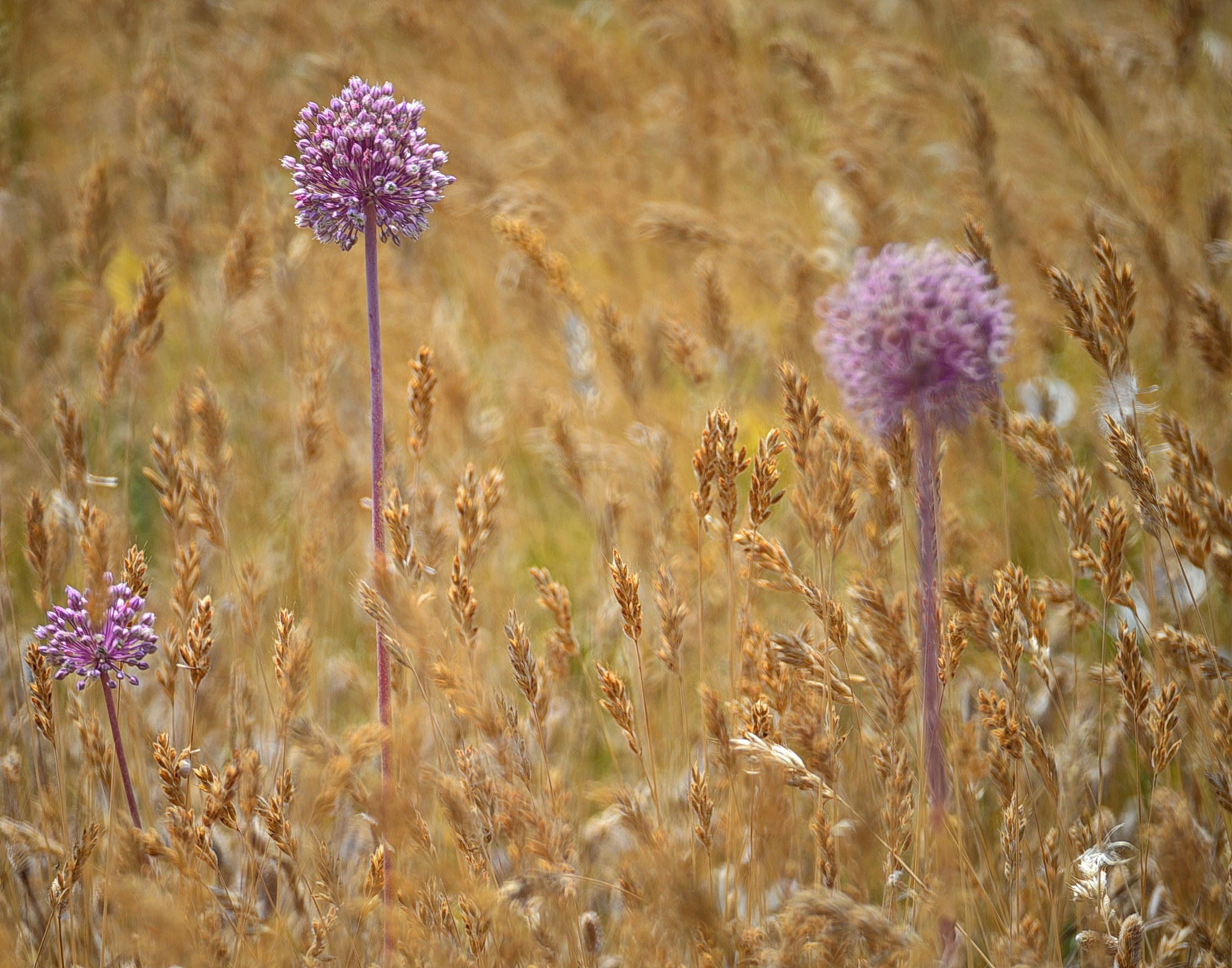 Nikon D610 + Manual Lens No CPU sample photo. Between wheat fields -14- photography