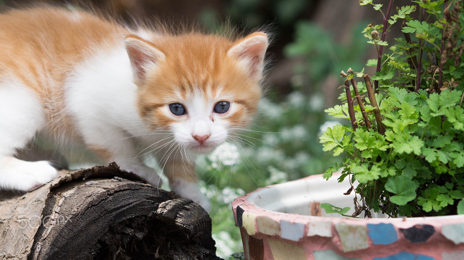 Sony Alpha a3500 + E 50mm F1.8 OSS sample photo. Cappuccino the little prince photography