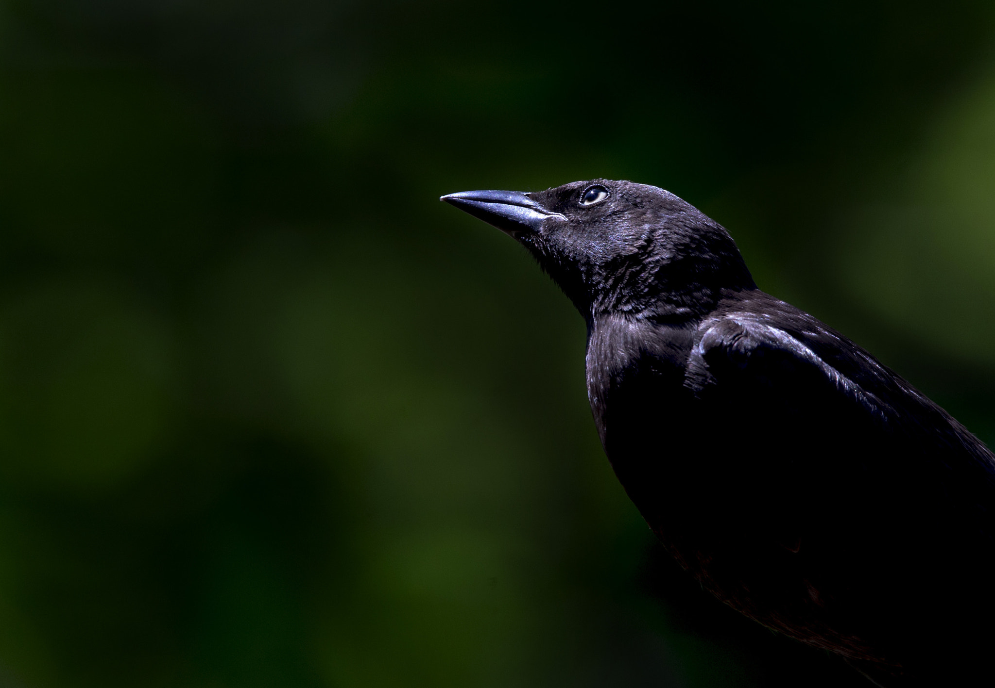 Canon EF 300mm F2.8L IS USM sample photo. This morning's visitor photography