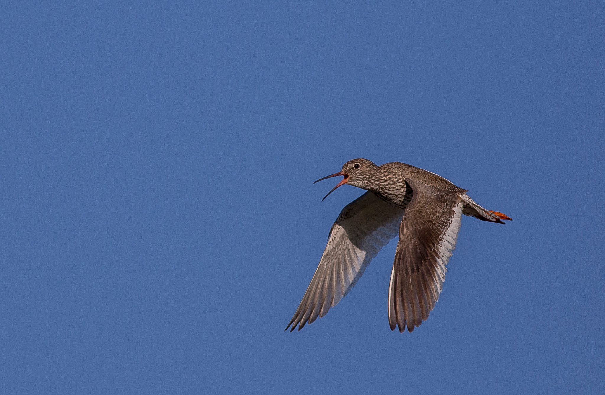 Canon EOS 6D + Canon EF 400mm F5.6L USM sample photo. Common redshank photography