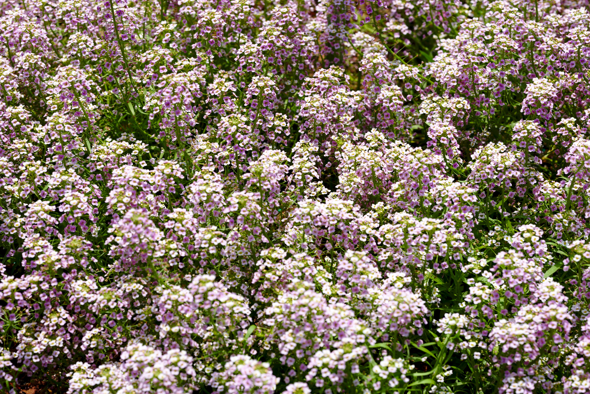 Nikon D810 + ZEISS Otus 85mm F1.4 sample photo. Raspberry stream or lobularia photography