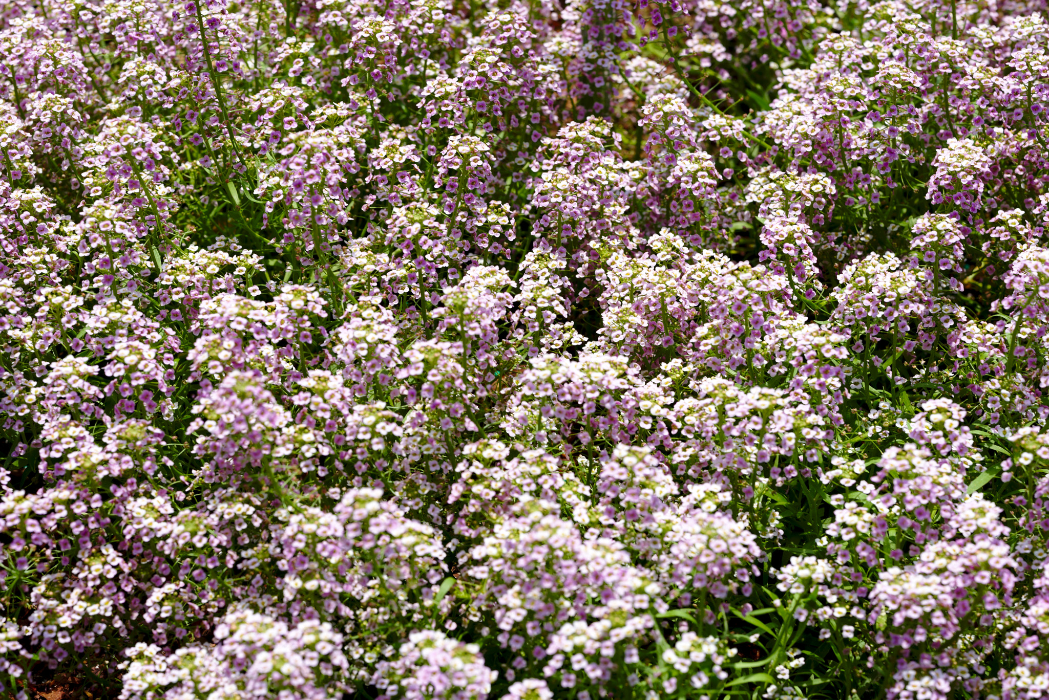 ZEISS Otus 85mm F1.4 sample photo. Raspberry stream or lobularia photography