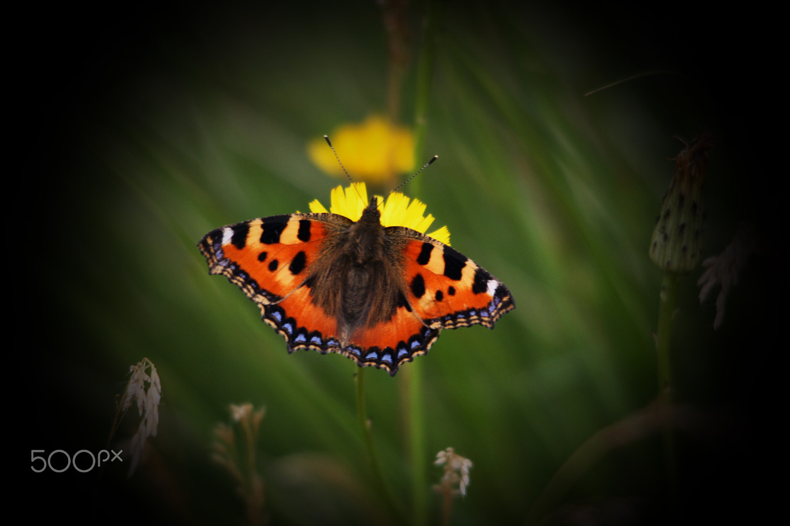 Sigma 150-500mm F5-6.3 DG OS HSM sample photo. Small tortoiseshell photography