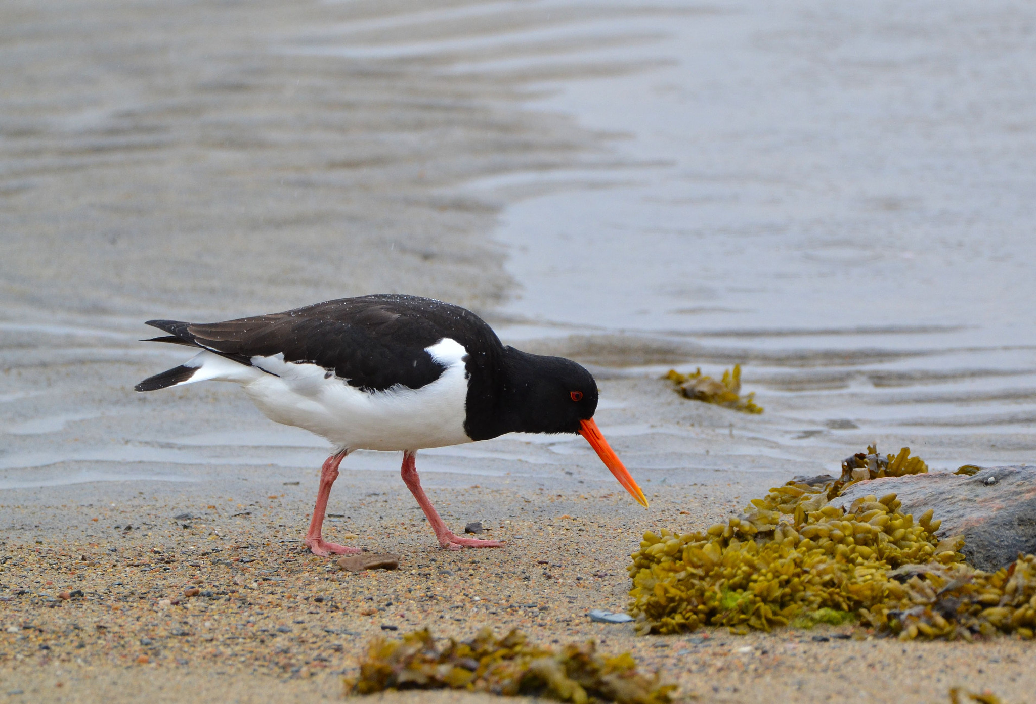 Nikon D3100 sample photo. Oystercatcher photography